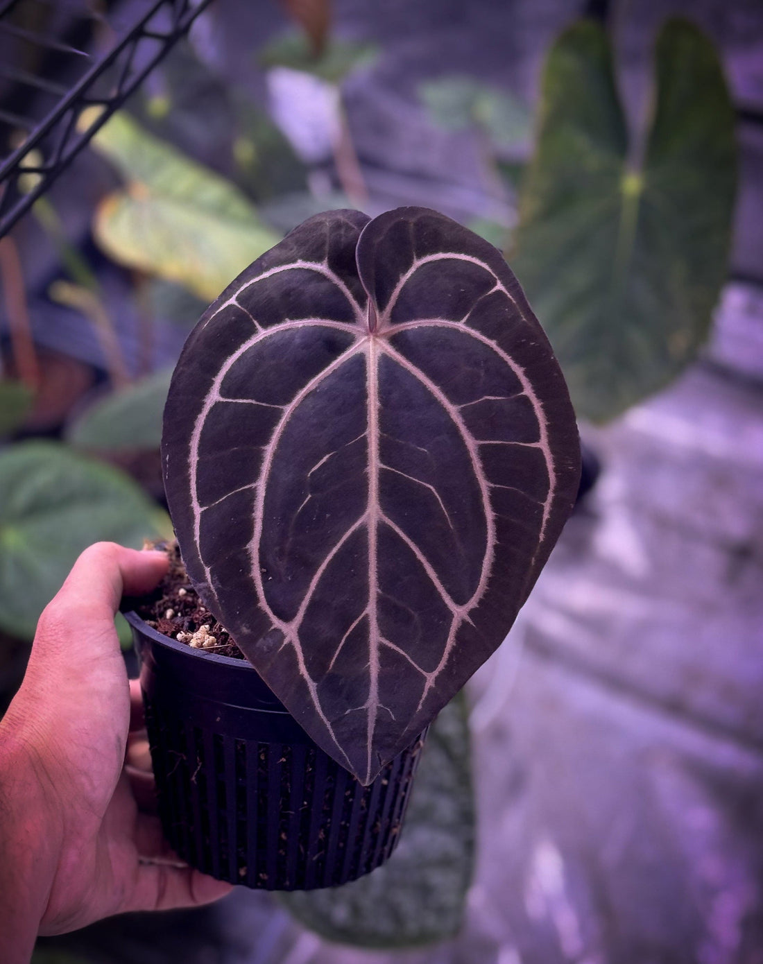 đź–¤ Anthurium carlablackiae: A Velvet Icon for the Serious Collector