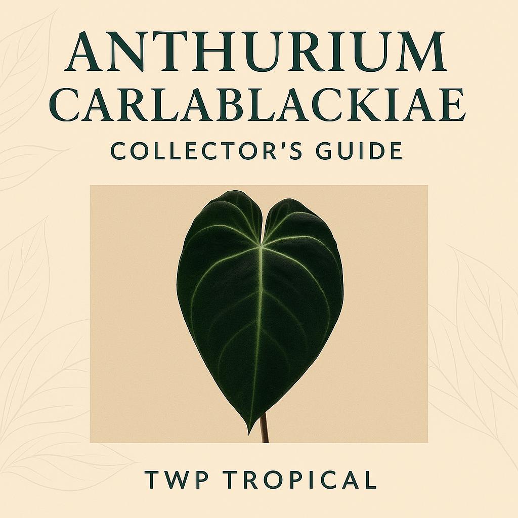 Anthurium carlablackiae Velvet Leaf Guide – Rare Care Tips + Bonus Audio (Printable PDF)