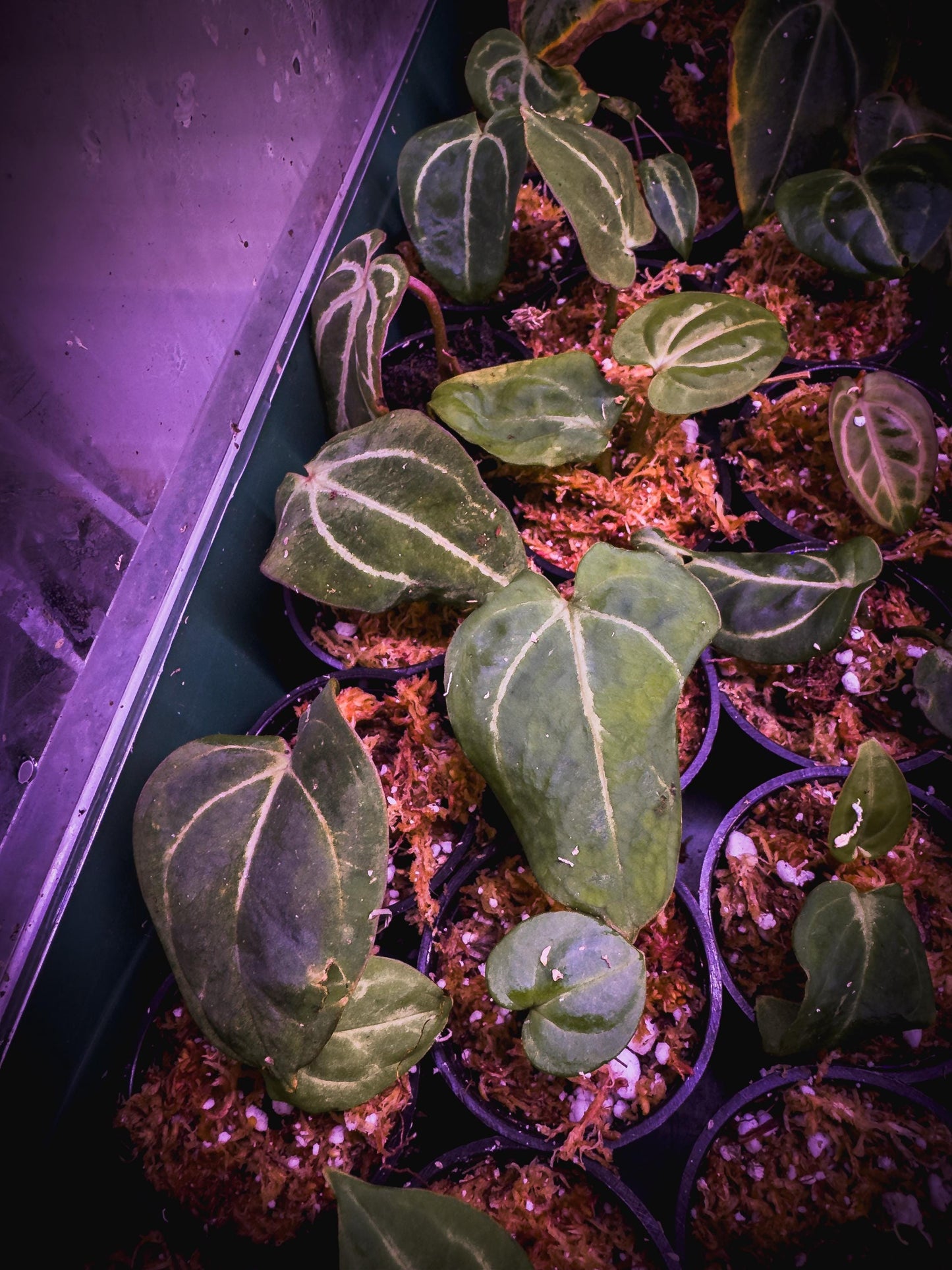 Anthurium carlablackiae – Rare Velvet Aroid Rhizome (1 Leaf, Rooted) + Bonus Care Guide PDF & Audio