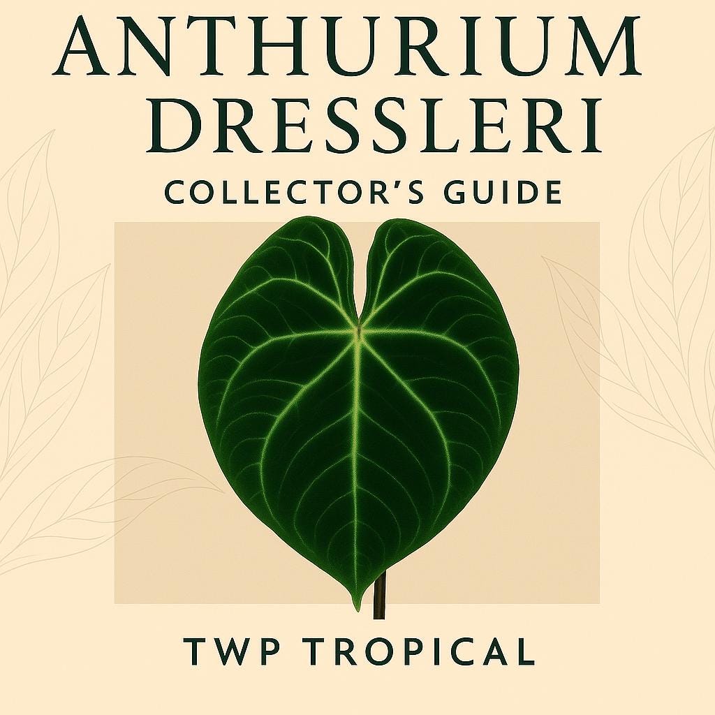 Anthurium Dressleri Collector’s Guide – Rare Plant Care & Cultivation PDF (Printable + Audio)