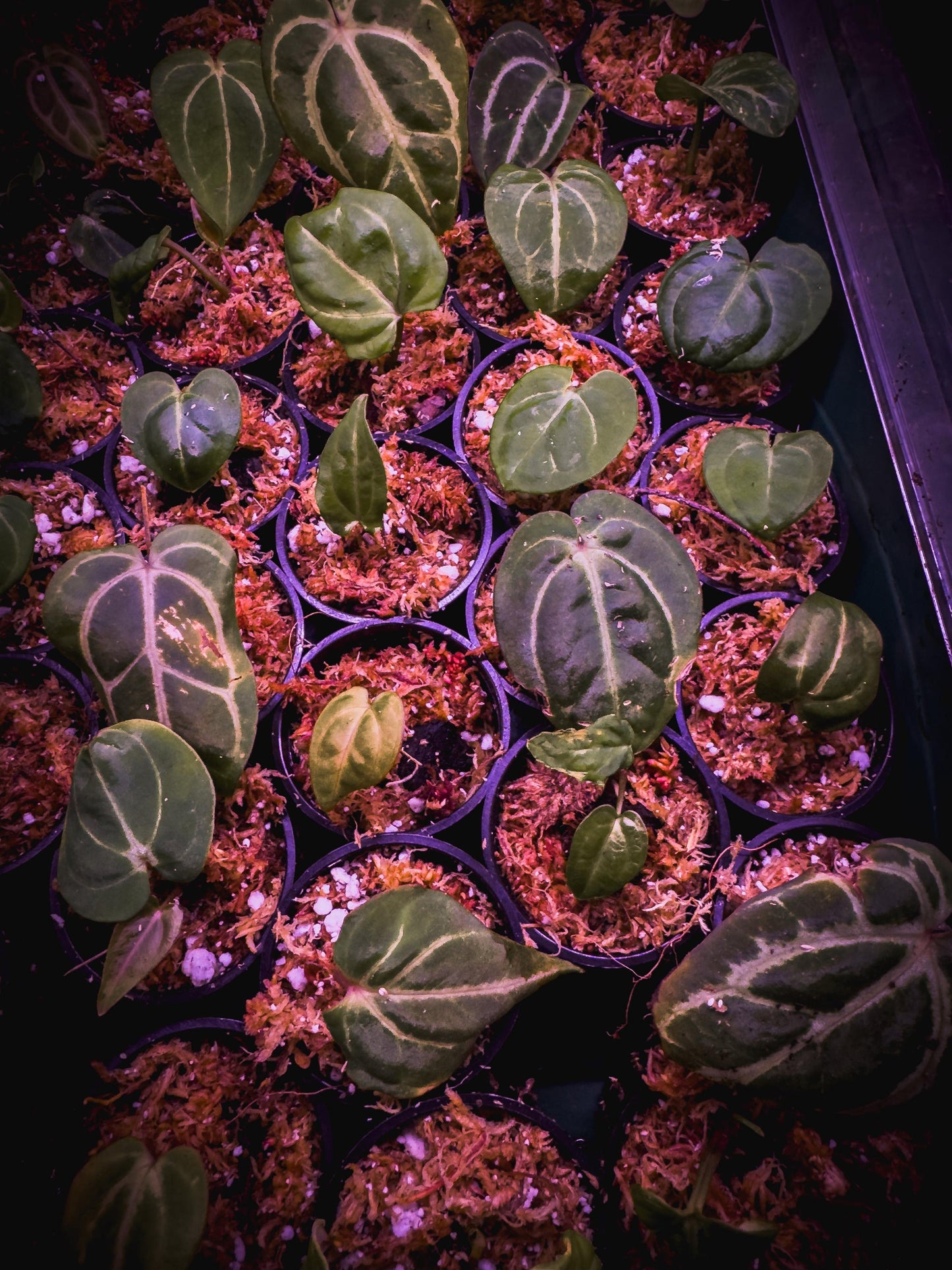 Anthurium carlablackiae – Rare Velvet Aroid Rhizome (1 Leaf, Rooted) + Bonus Care Guide PDF & Audio