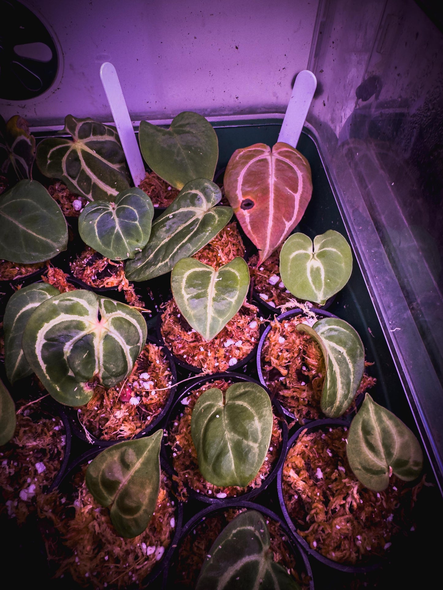 Anthurium carlablackiae – Rare Velvet Aroid Rhizome (1 Leaf, Rooted) + Bonus Care Guide PDF & Audio