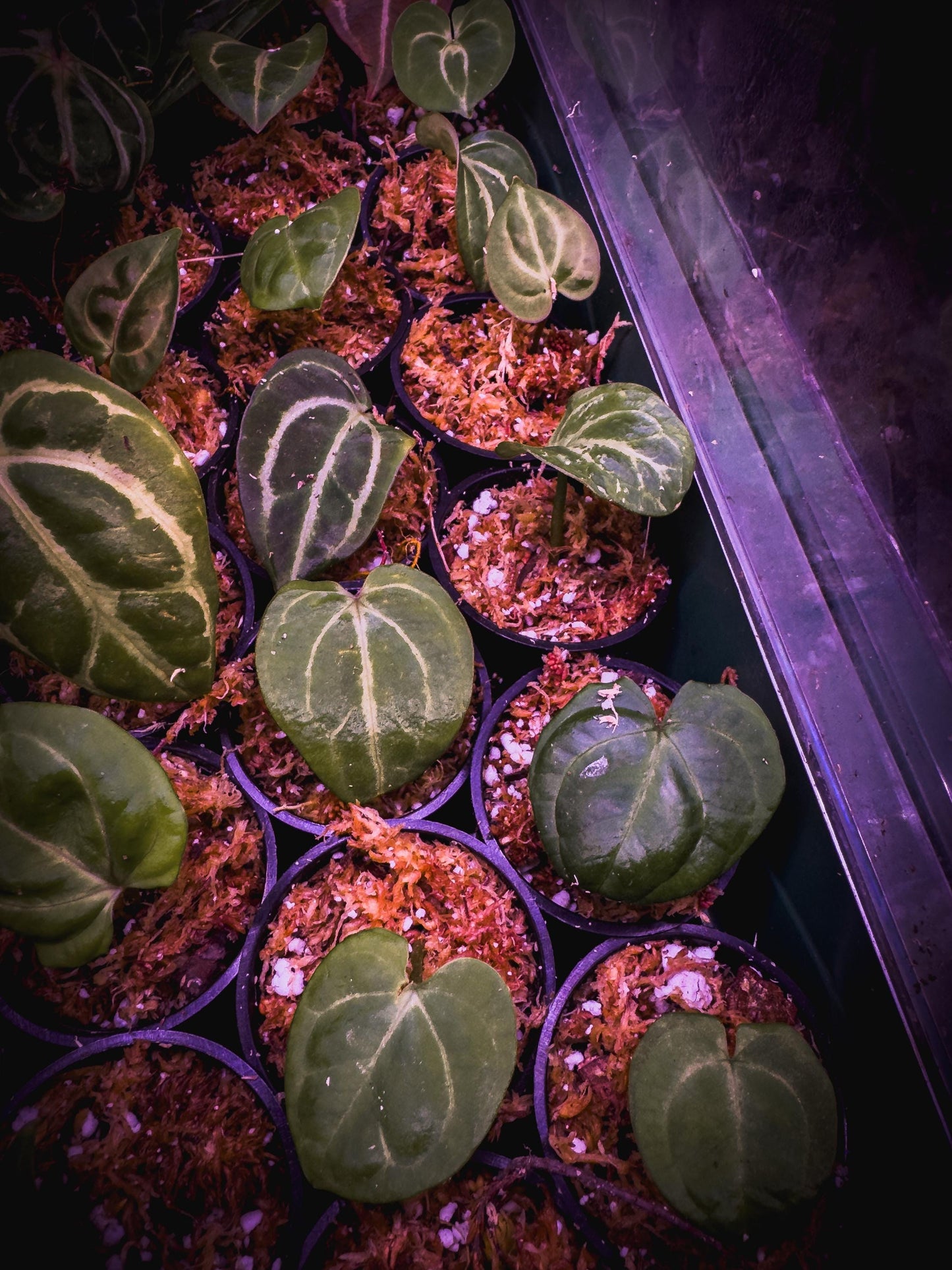 Anthurium carlablackiae – Rare Velvet Aroid Rhizome (1 Leaf, Rooted) + Bonus Care Guide PDF & Audio