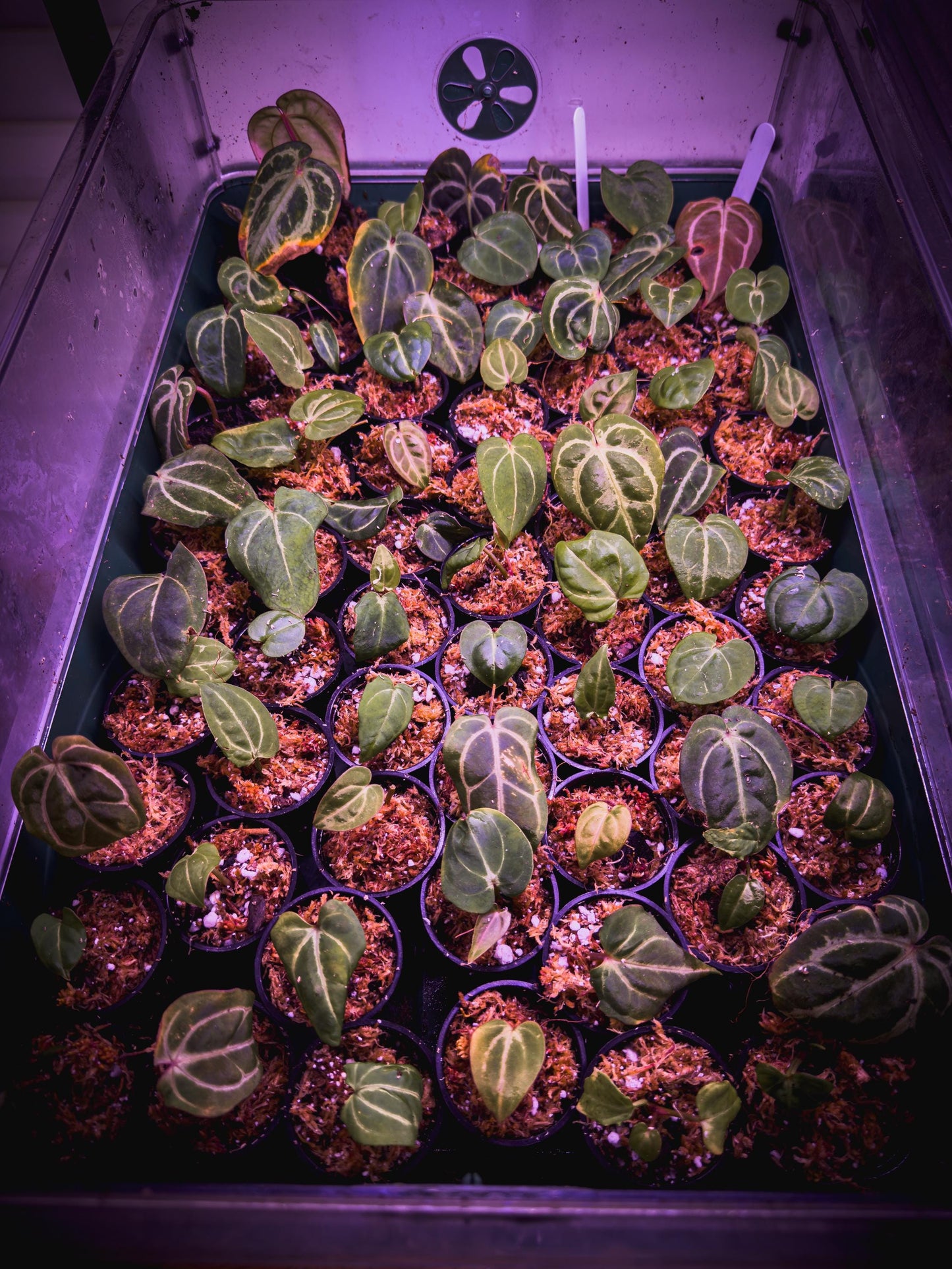 Anthurium carlablackiae – Rare Velvet Aroid Rhizome (1 Leaf, Rooted) + Bonus Care Guide PDF & Audio