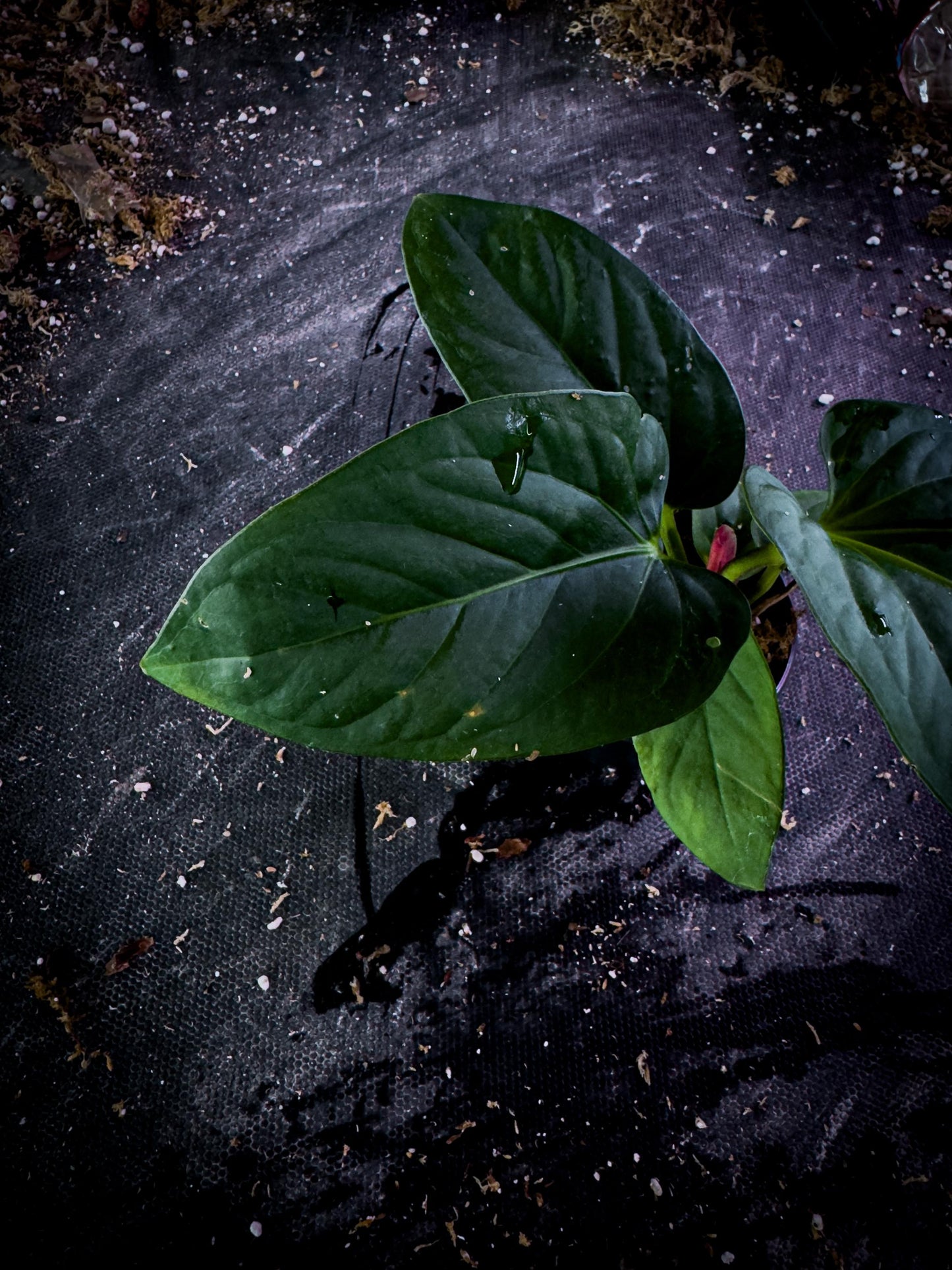 Anthurium pulcachense Rare Velvet Aroid | Undescribed Colombian Species | Exact Plant | TWP Tropical