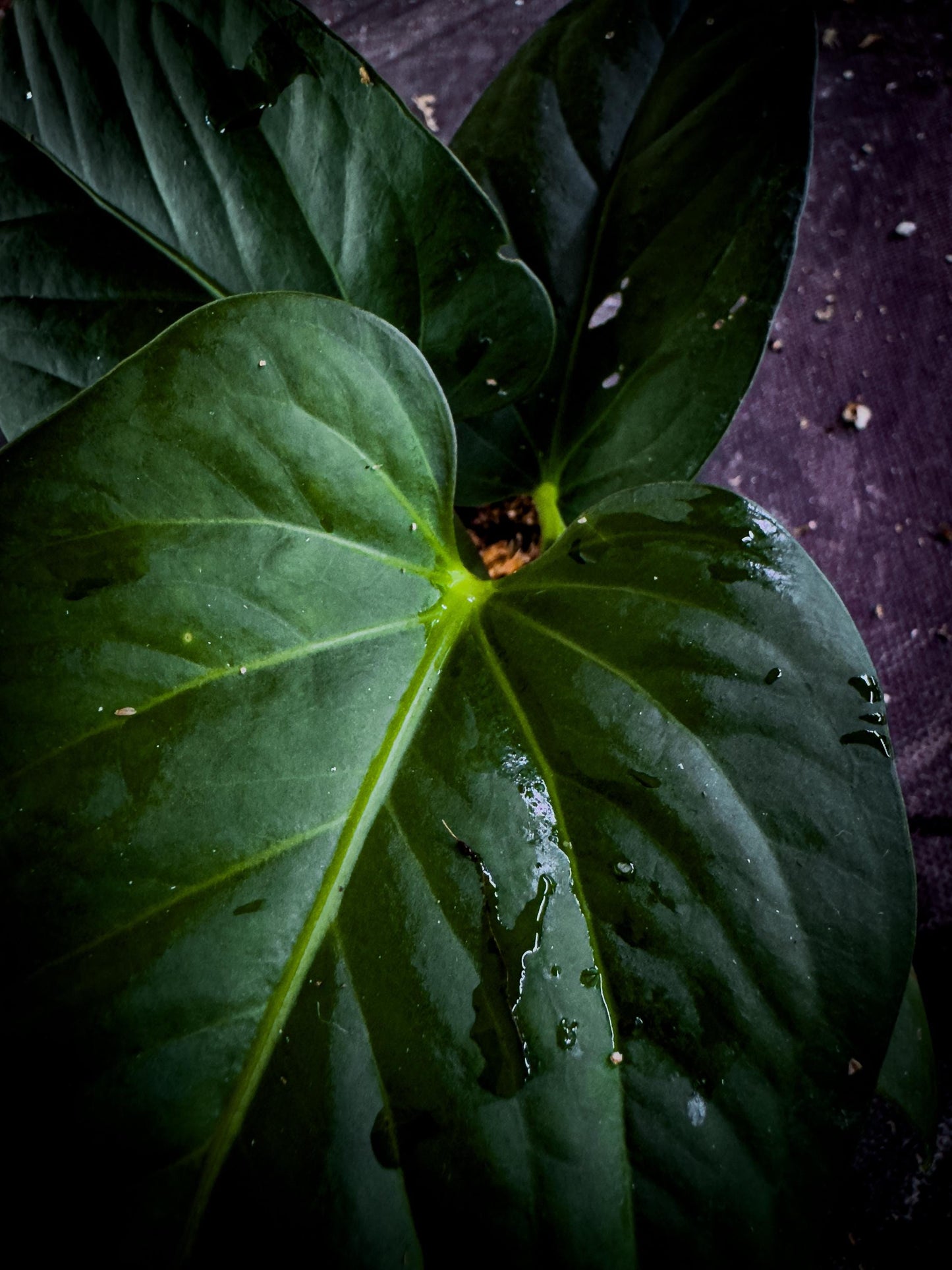 Anthurium pulcachense Rare Velvet Aroid | Undescribed Colombian Species | Exact Plant | TWP Tropical
