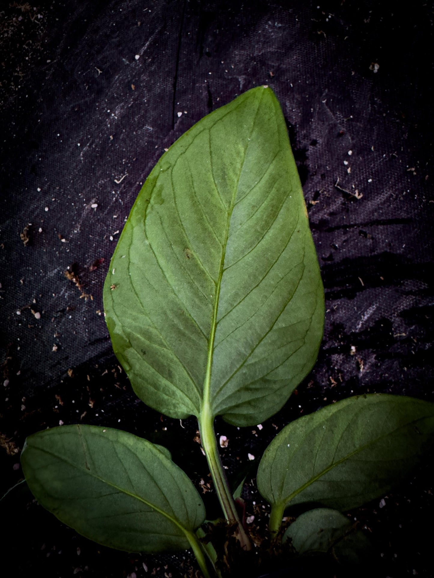 Anthurium pulcachense Rare Velvet Aroid | Undescribed Colombian Species | Exact Plant | TWP Tropical