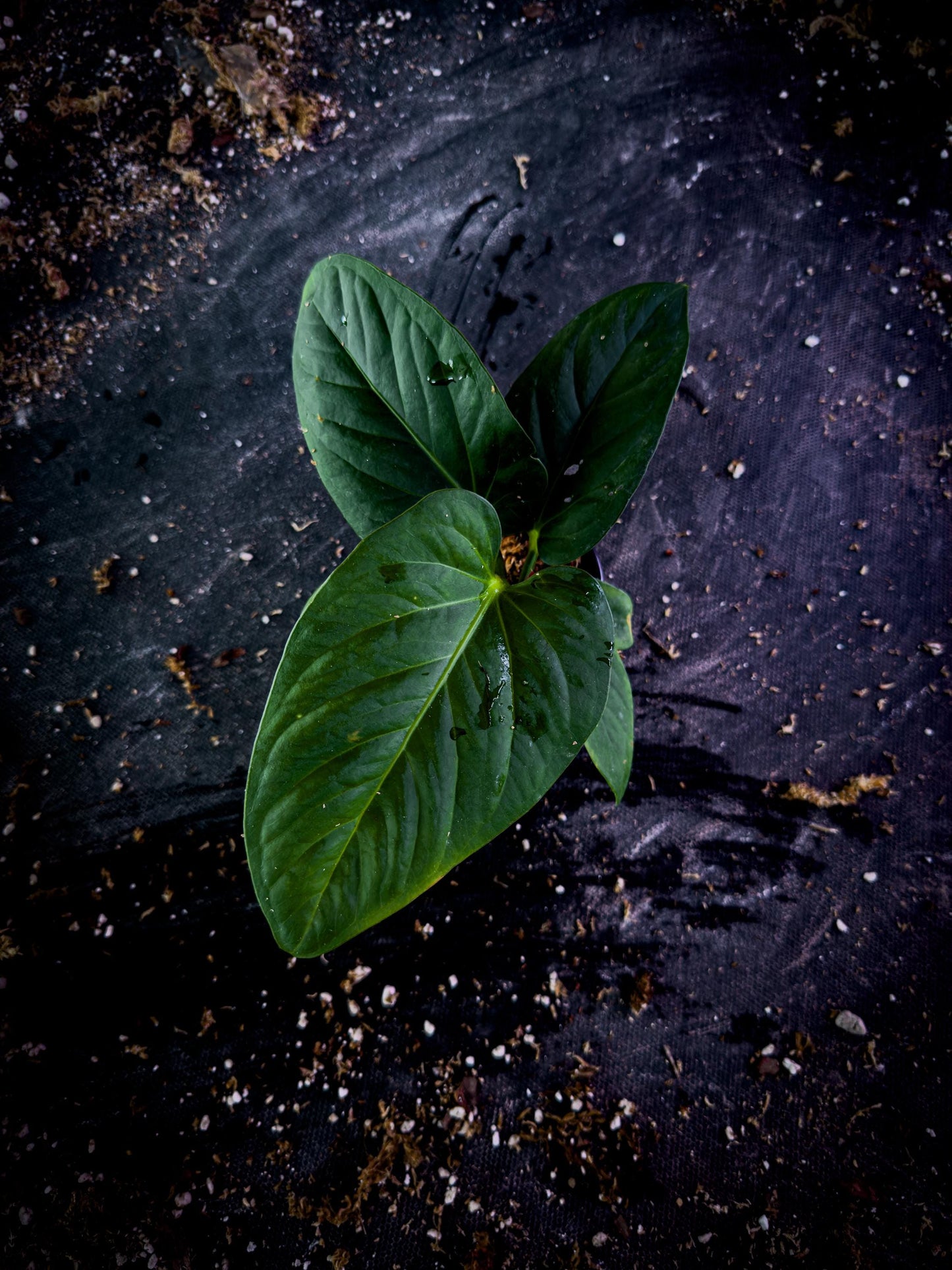 Anthurium pulcachense Rare Velvet Aroid | Undescribed Colombian Species | Exact Plant | TWP Tropical