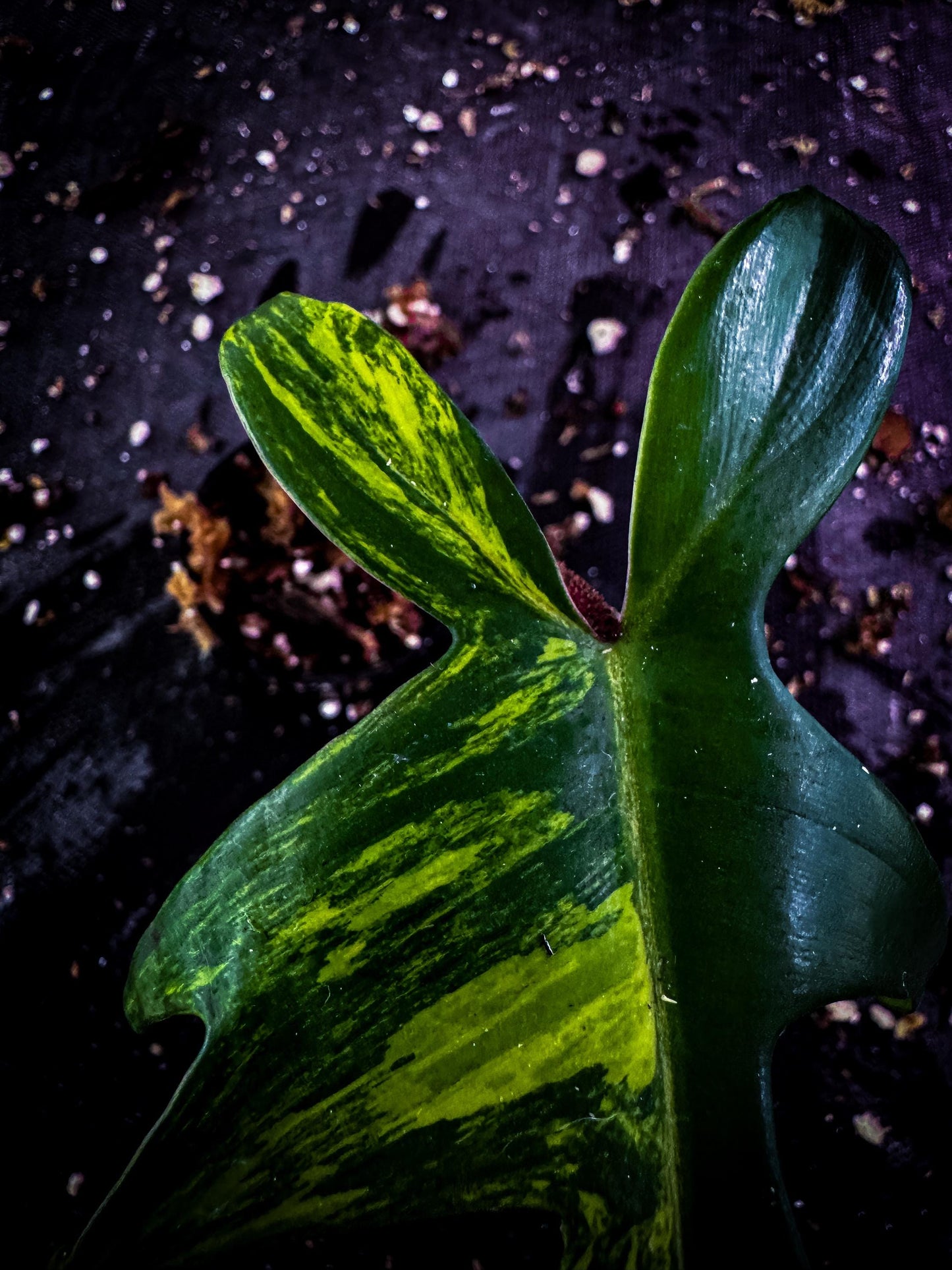 Philodendron ‘Florida Beauty’ Variegated Rare Aroid | Lobed Exact Plant Listing | TWP Tropical