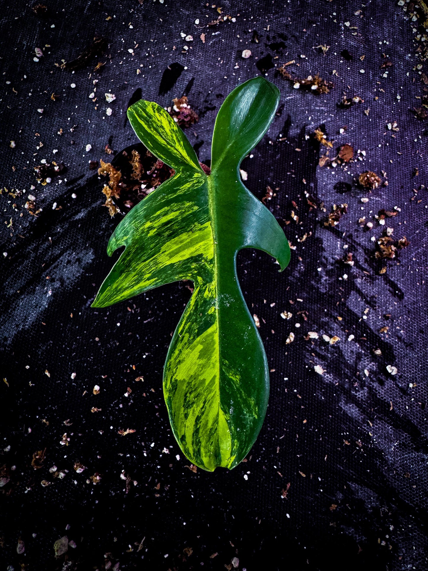 Philodendron ‘Florida Beauty’ Variegated Rare Aroid | Lobed Exact Plant Listing | TWP Tropical