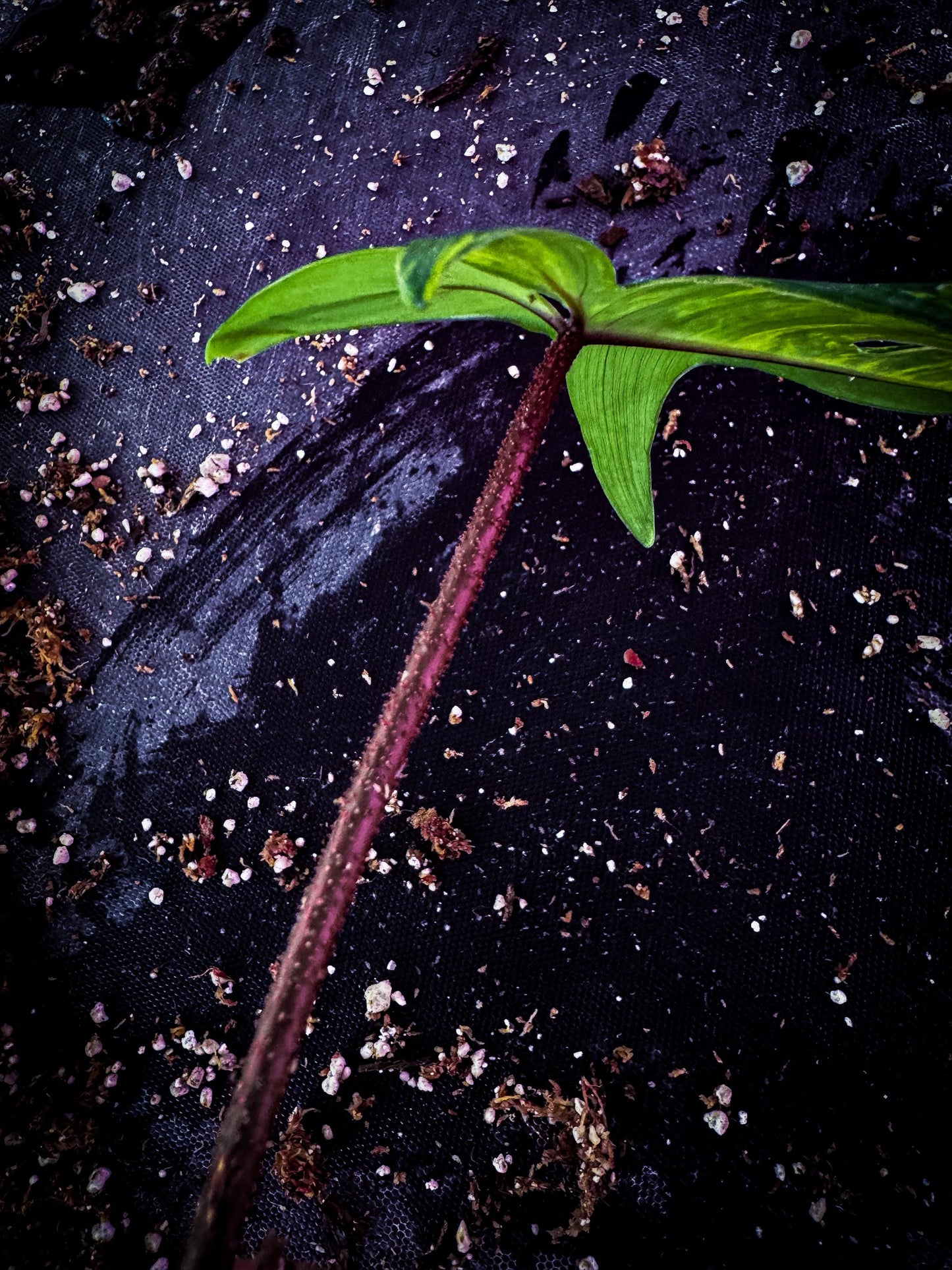 Philodendron ‘Florida Beauty’ Variegated Rare Aroid | Lobed Exact Plant Listing | TWP Tropical