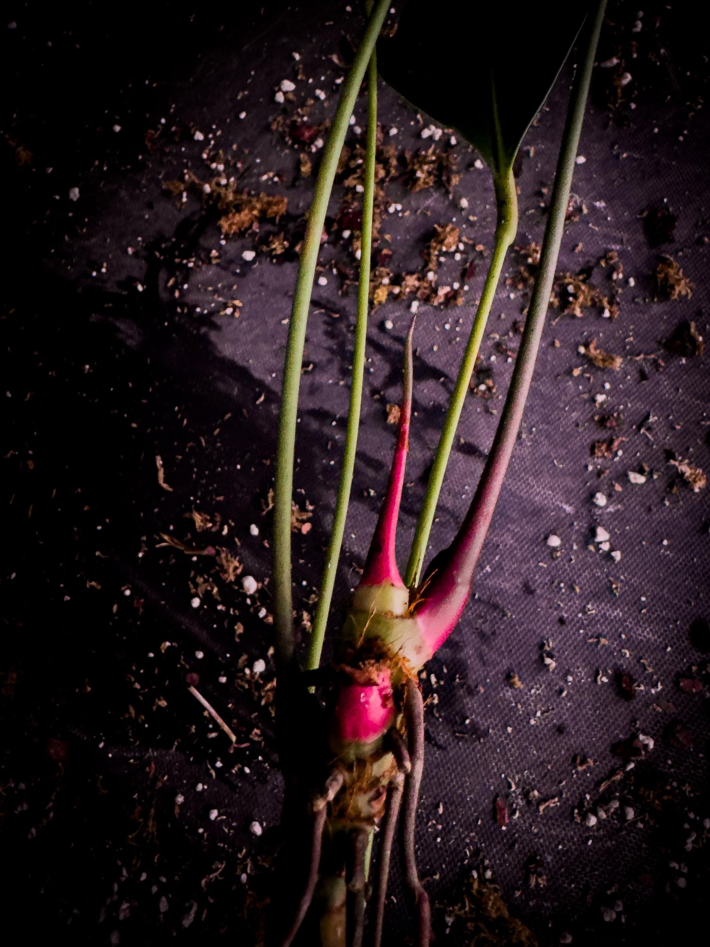 Anthurium microphyllum | Rare Ecuadorian Collector Anthurium | Exact Plant