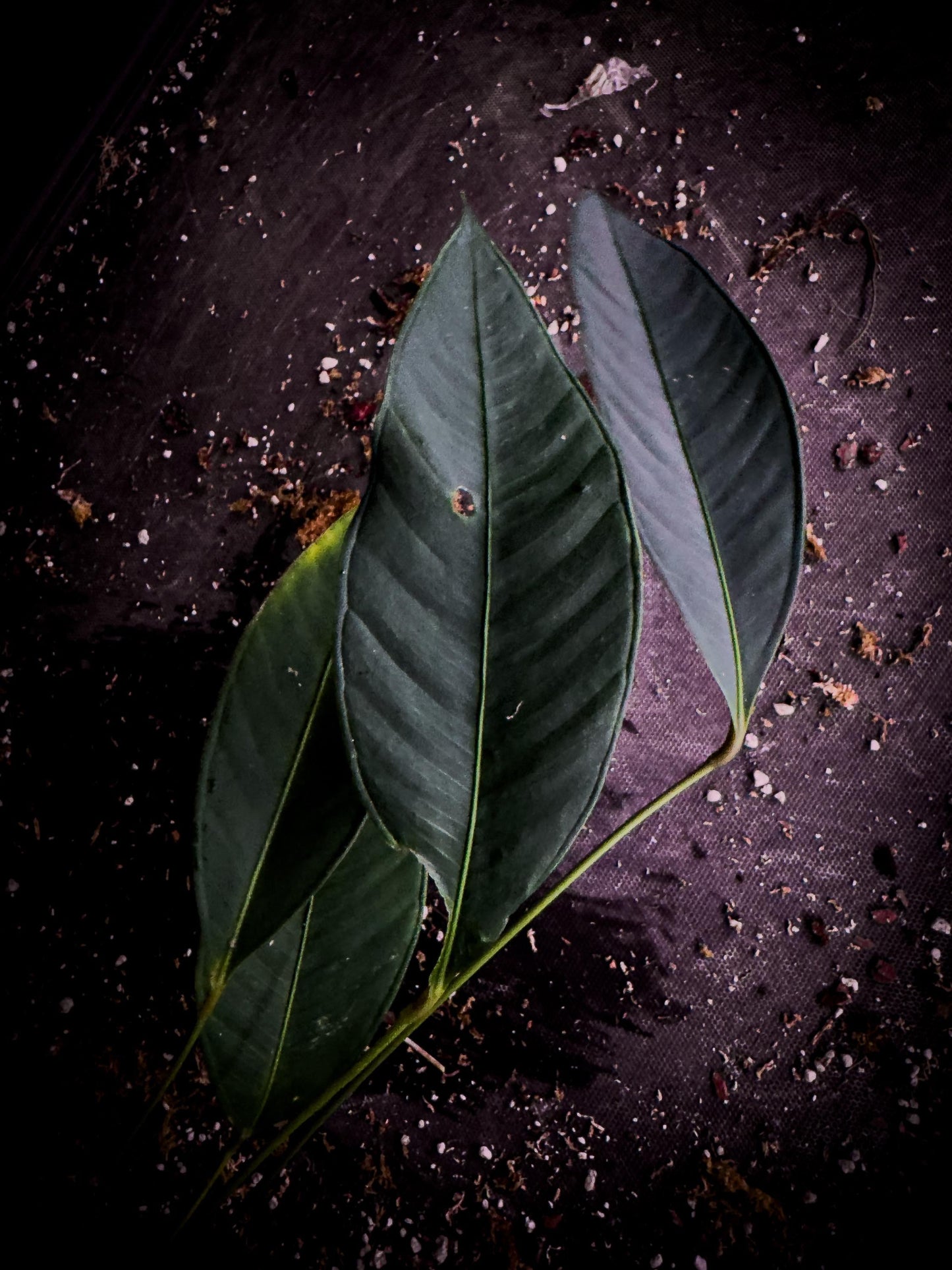 Anthurium microphyllum | Rare Ecuadorian Collector Anthurium | Exact Plant