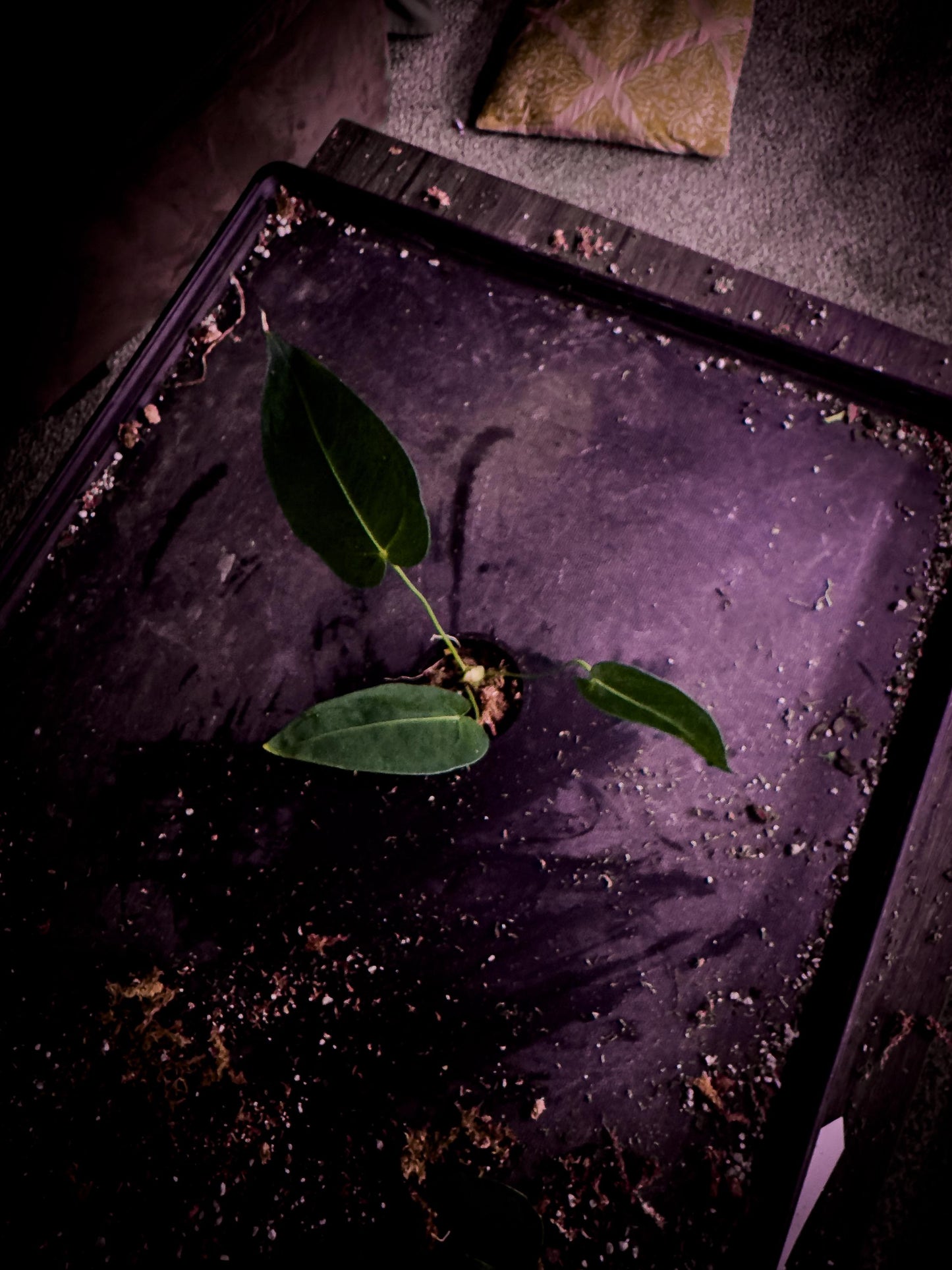 Anthurium angamarcanum | Rare Pendant Anthurium | Ecuadorian Collector Plant | Exact Plant | TWP Tropical