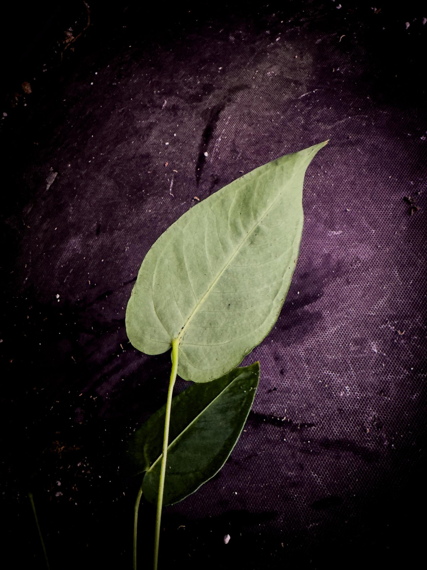 Anthurium angamarcanum | Rare Pendant Anthurium | Ecuadorian Collector Plant | Exact Plant | TWP Tropical