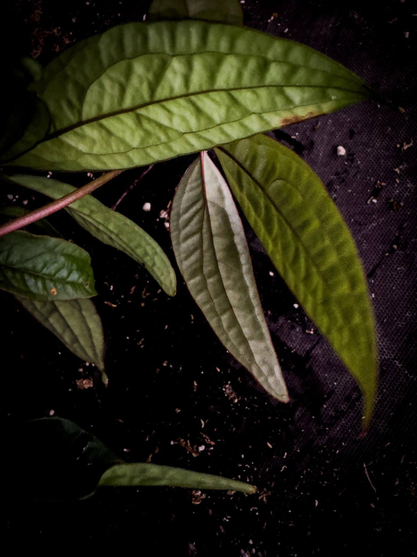 Anthurium arisaemoides Rare Narrow Leaf Exact Plant | Pendant Aroid | TWP Tropical