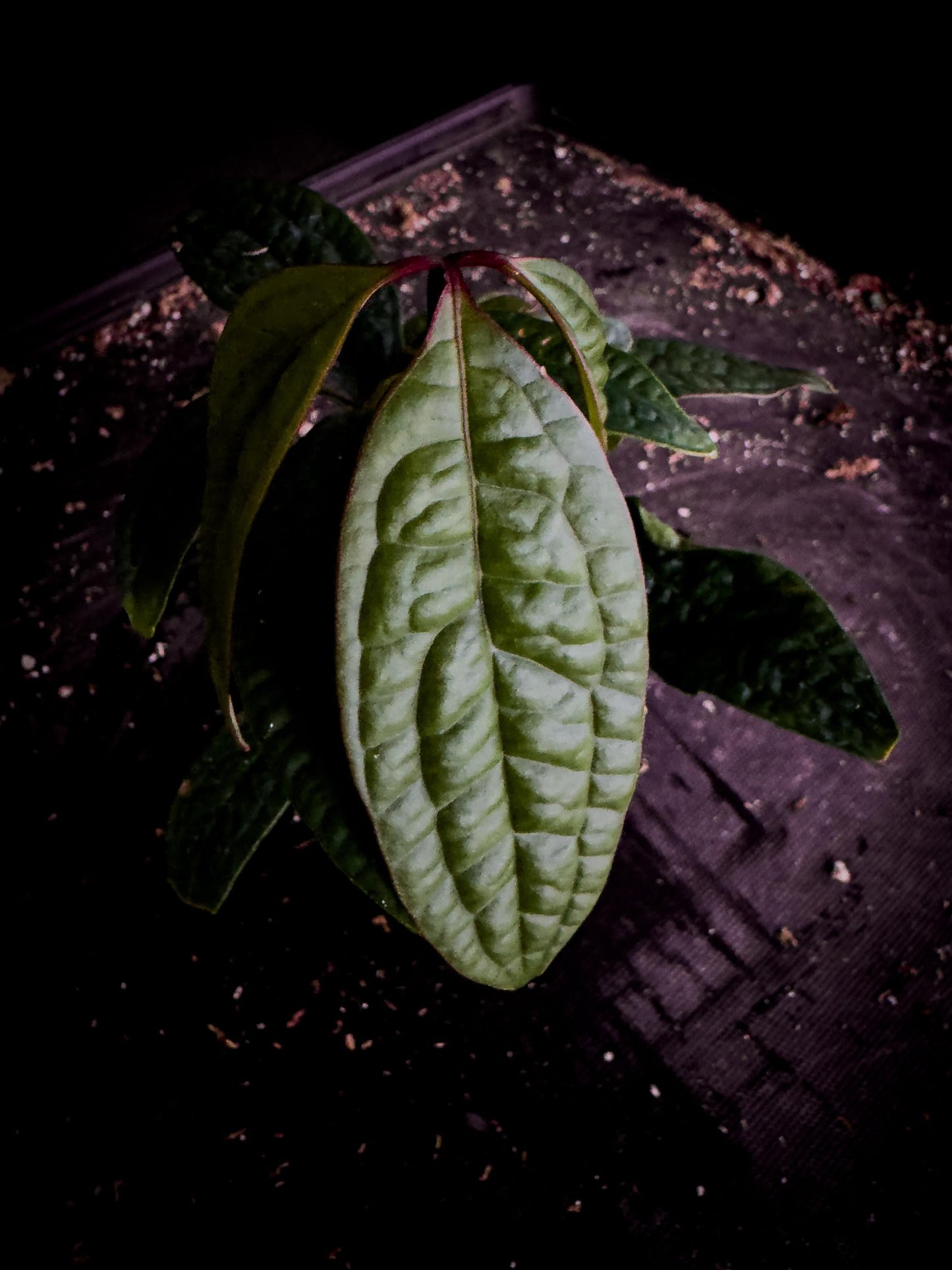 Anthurium arisaemoides Rare Narrow Leaf Exact Plant | Pendant Aroid | TWP Tropical
