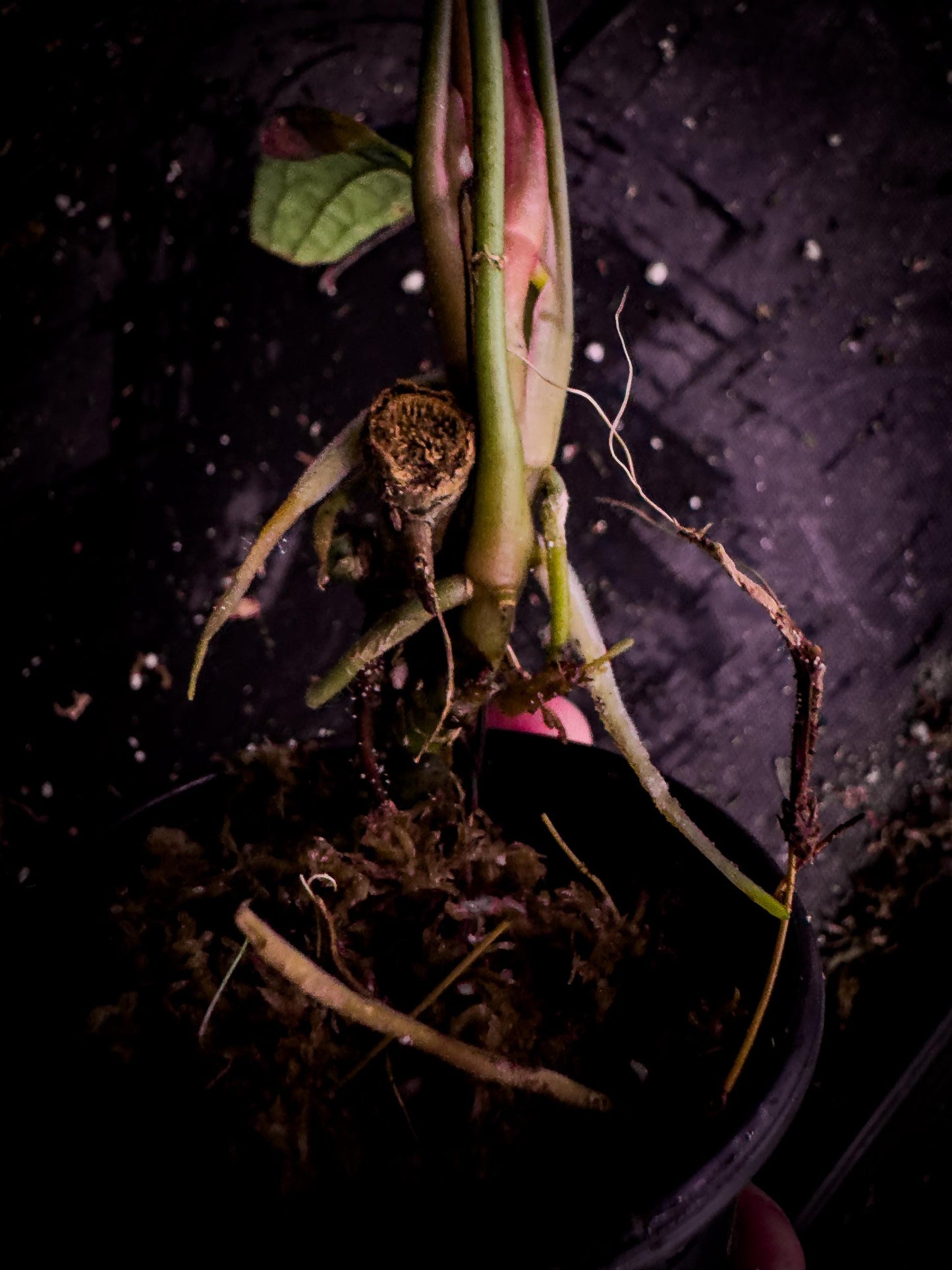 Anthurium arisaemoides Rare Narrow Leaf Exact Plant | Pendant Aroid | TWP Tropical
