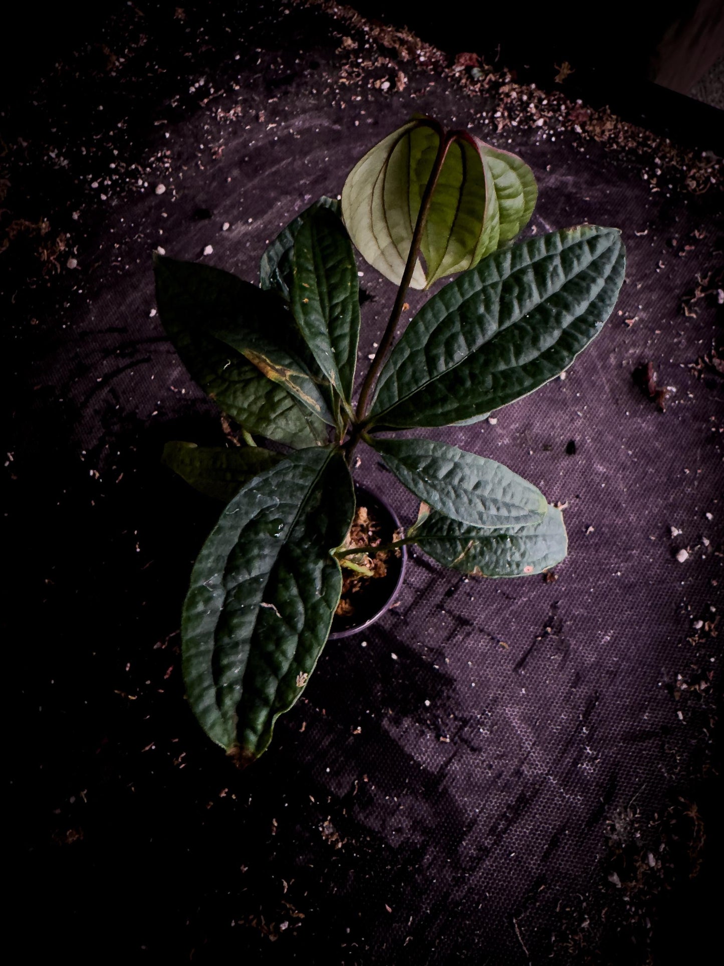 Anthurium arisaemoides Rare Narrow Leaf Exact Plant | Pendant Aroid | TWP Tropical