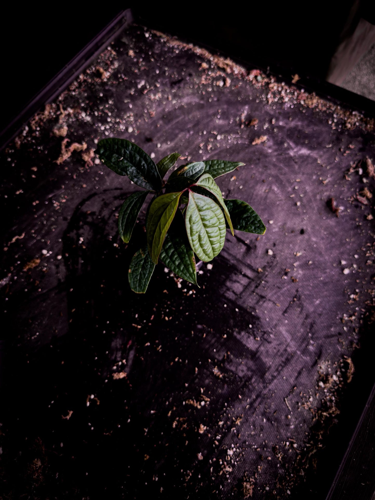 Anthurium arisaemoides Rare Narrow Leaf Exact Plant | Pendant Aroid | TWP Tropical
