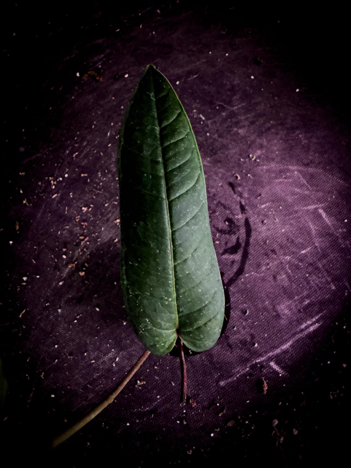 Anthurium wellingae | Rare Ecuadorian Velvet Aroid | Exact Plant