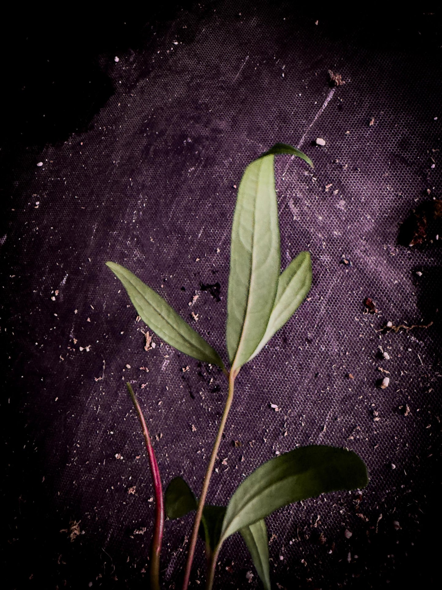Anthurium cutucuense ‘Special’ — Rare Pendant Anthurium