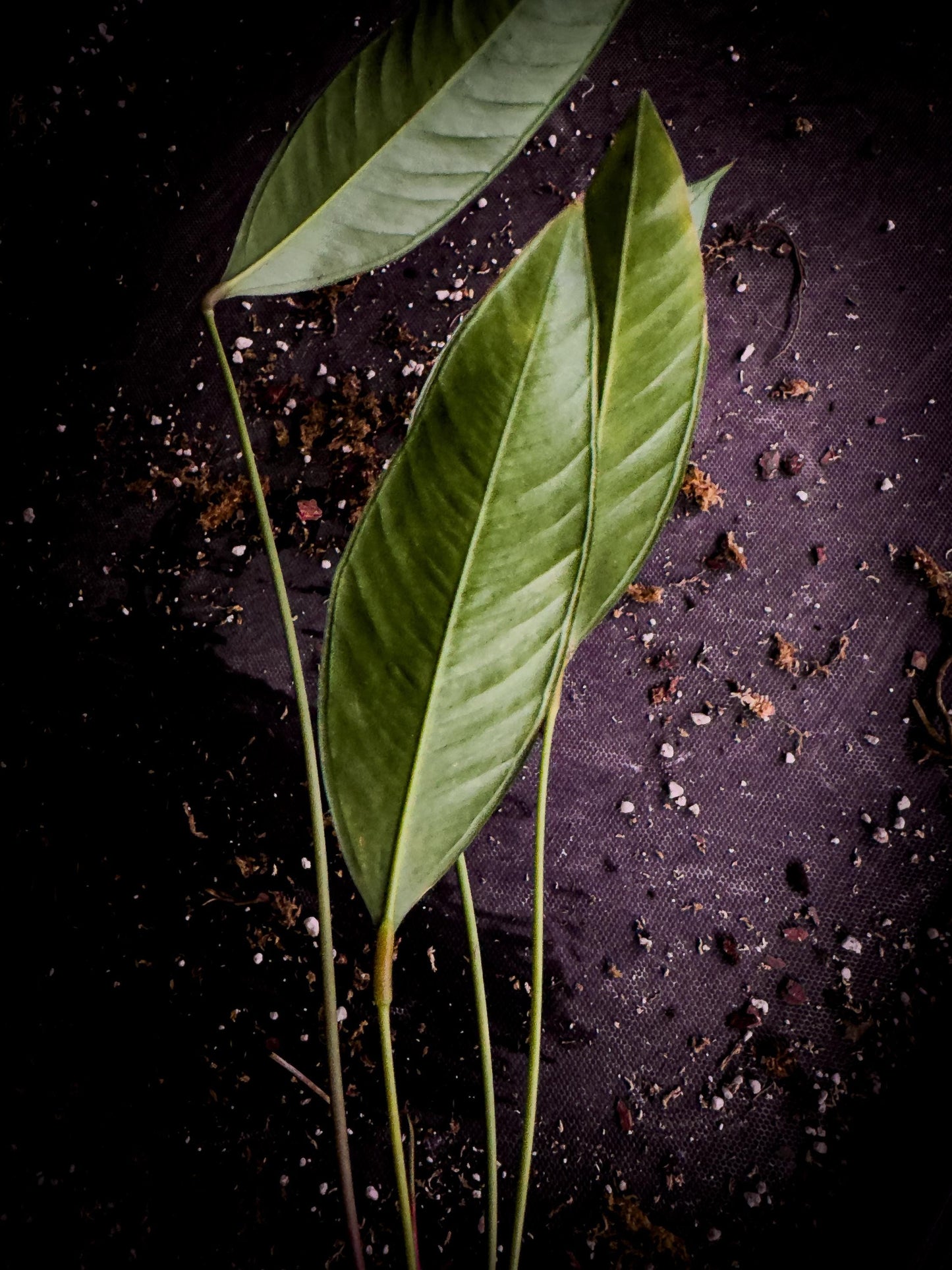 Anthurium microphyllum | Rare Ecuadorian Collector Anthurium | Exact Plant