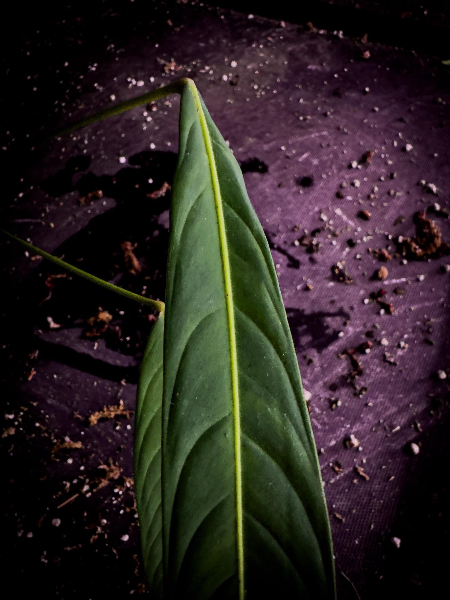 Philodendron heterocraspedon | Rare Climbing Aroid | Exact Plant
