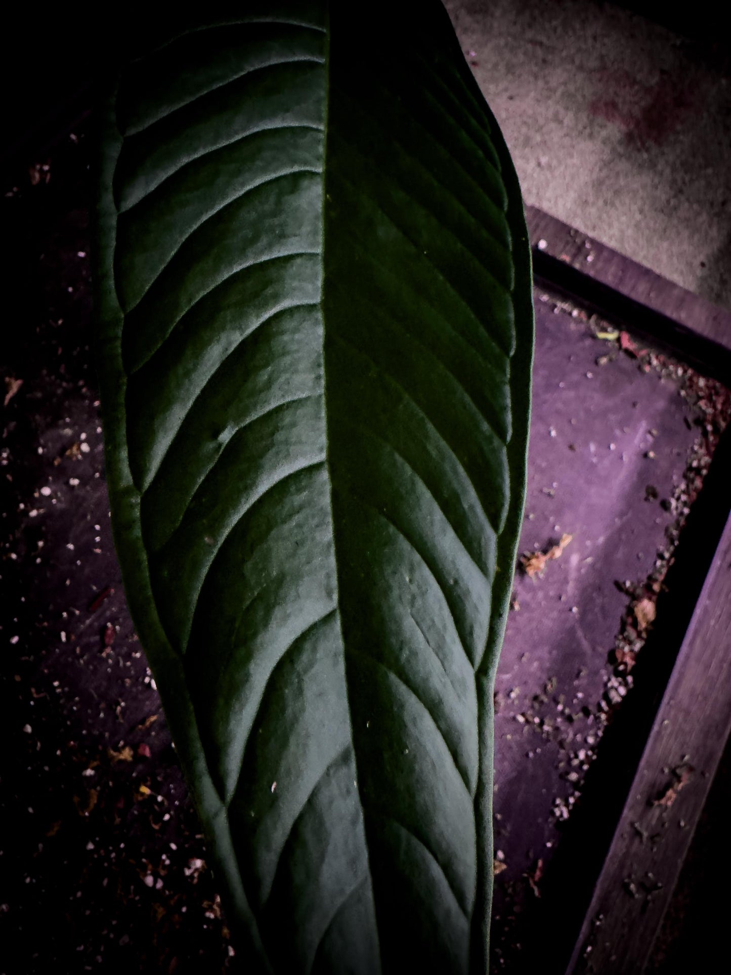 Anthurium lineolatum “Llano” | Rare Colombian Collector Aroid | Exact Plant | TWP Tropical