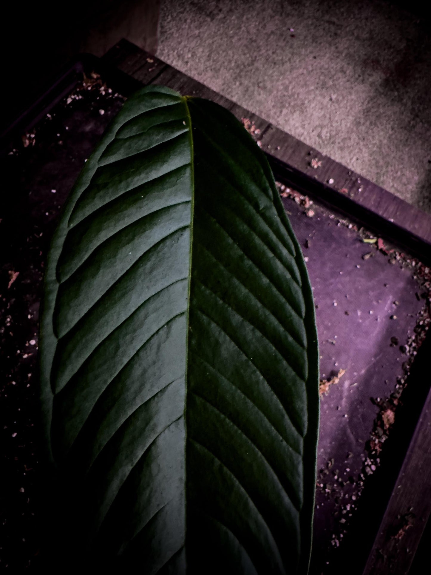 Anthurium lineolatum “Llano” | Rare Colombian Collector Aroid | Exact Plant | TWP Tropical