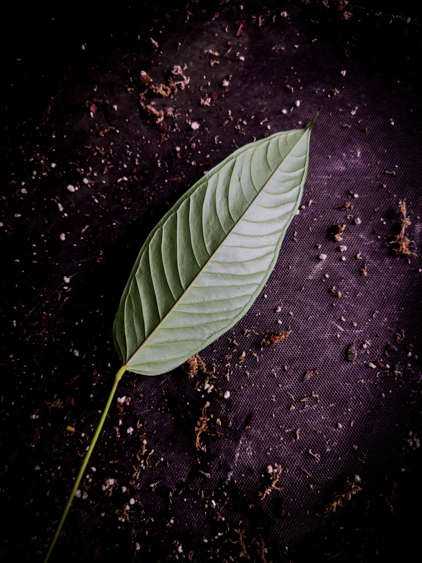 Anthurium lineolatum “Llano” | Rare Colombian Collector Aroid | Exact Plant | TWP Tropical