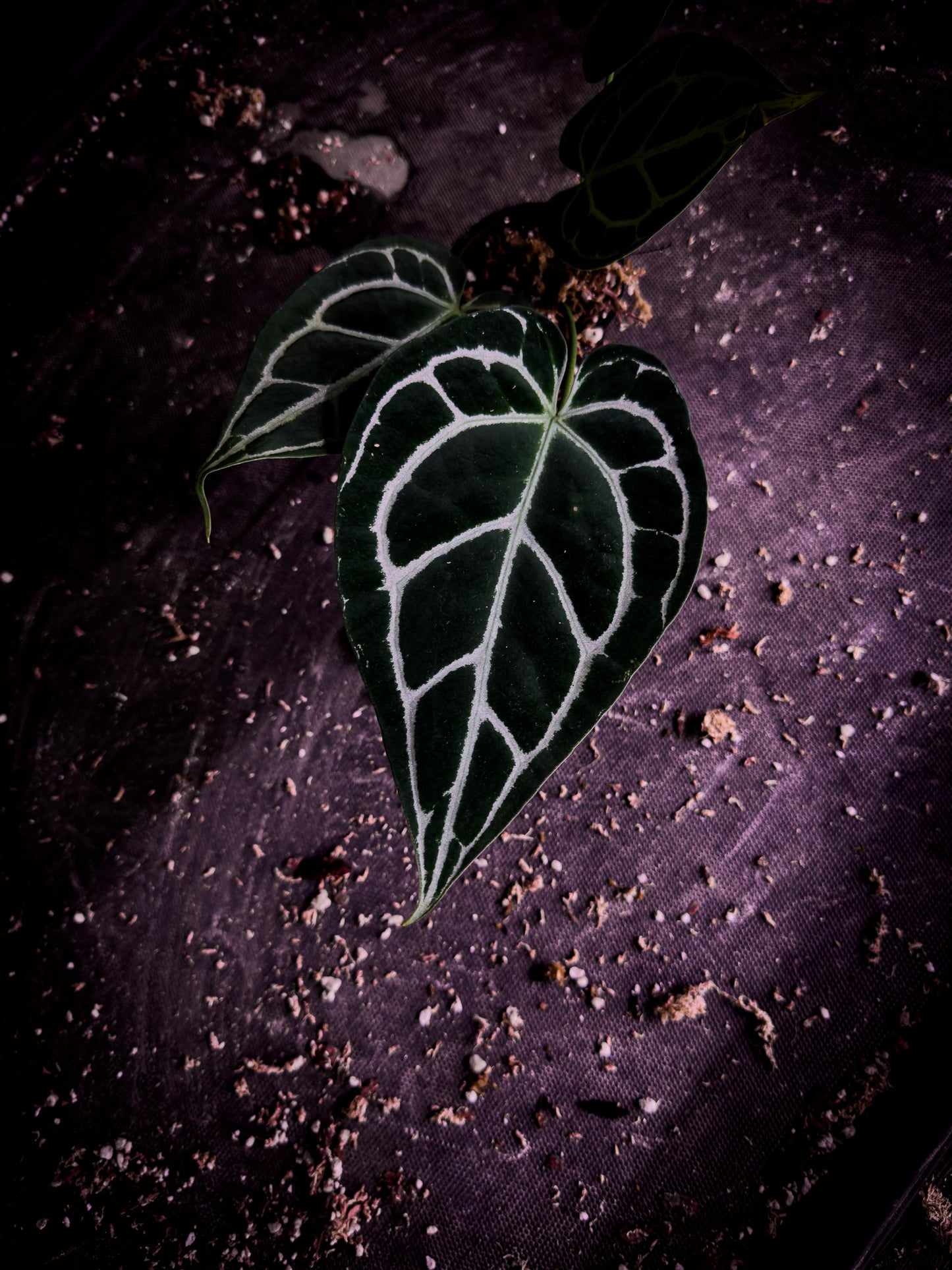 Anthurium crystallinum | Rare Velvet Jewel Anthurium | Exact Plant | TWP Tropical