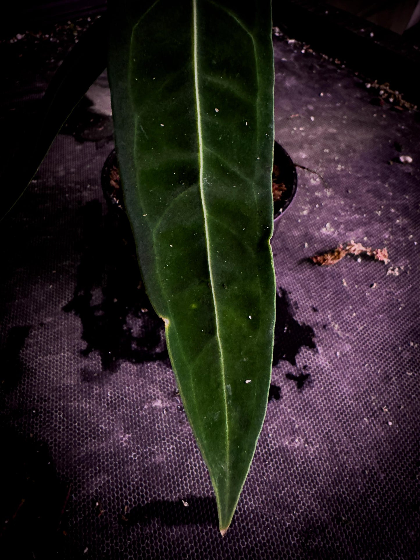 Anthurium warocqueanum | Dark Form | Queen Anthurium Rare Velvet Aroid Exact Plant | TWP Tropical