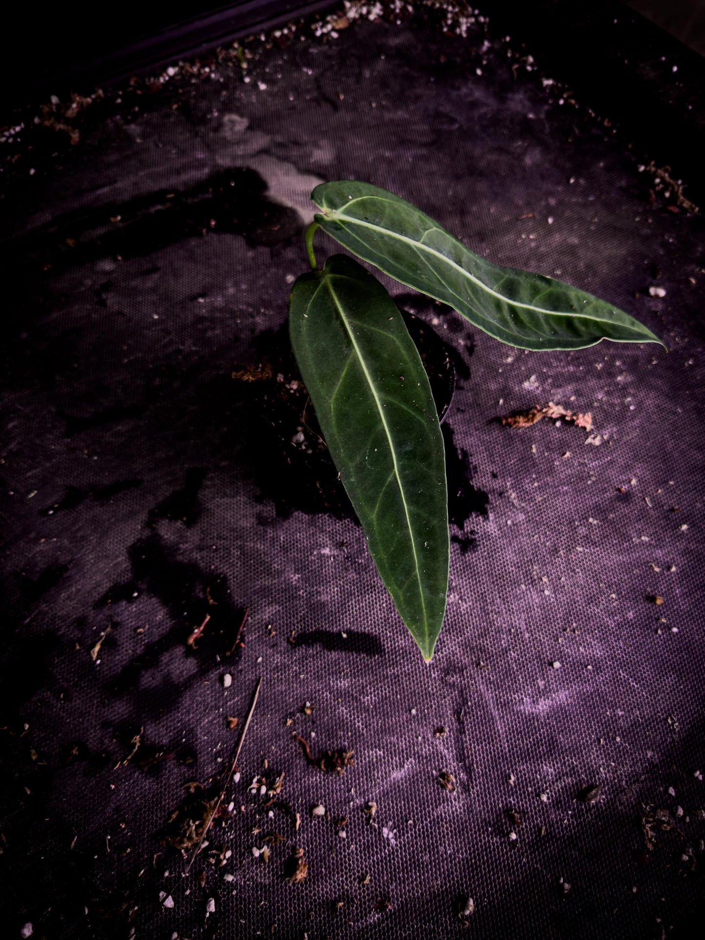 Anthurium warocqueanum | Dark Form | Queen Anthurium Rare Velvet Aroid Exact Plant | TWP Tropical