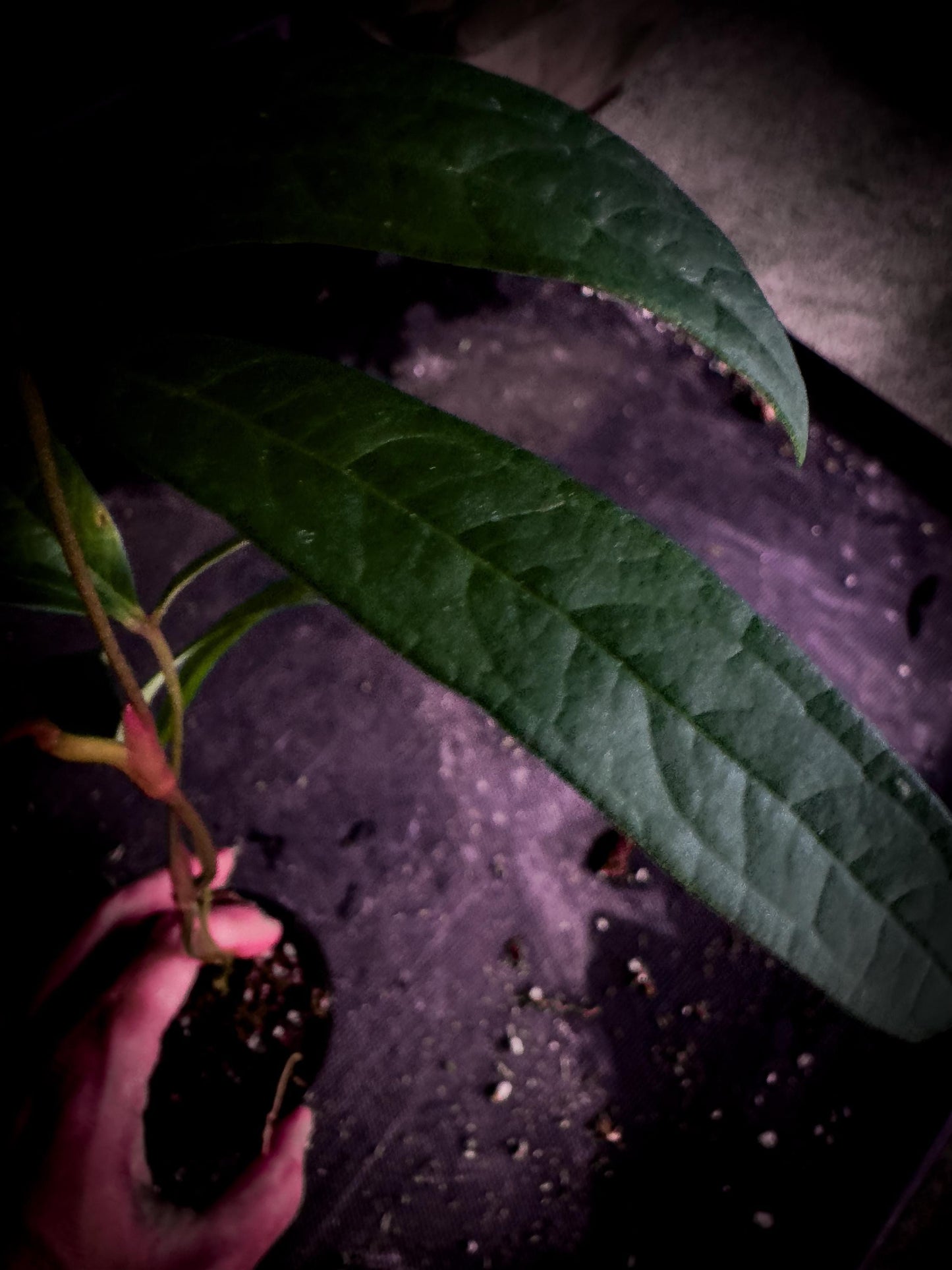 Anthurium cutucuense ‘Special’ — Rare Pendant Anthurium