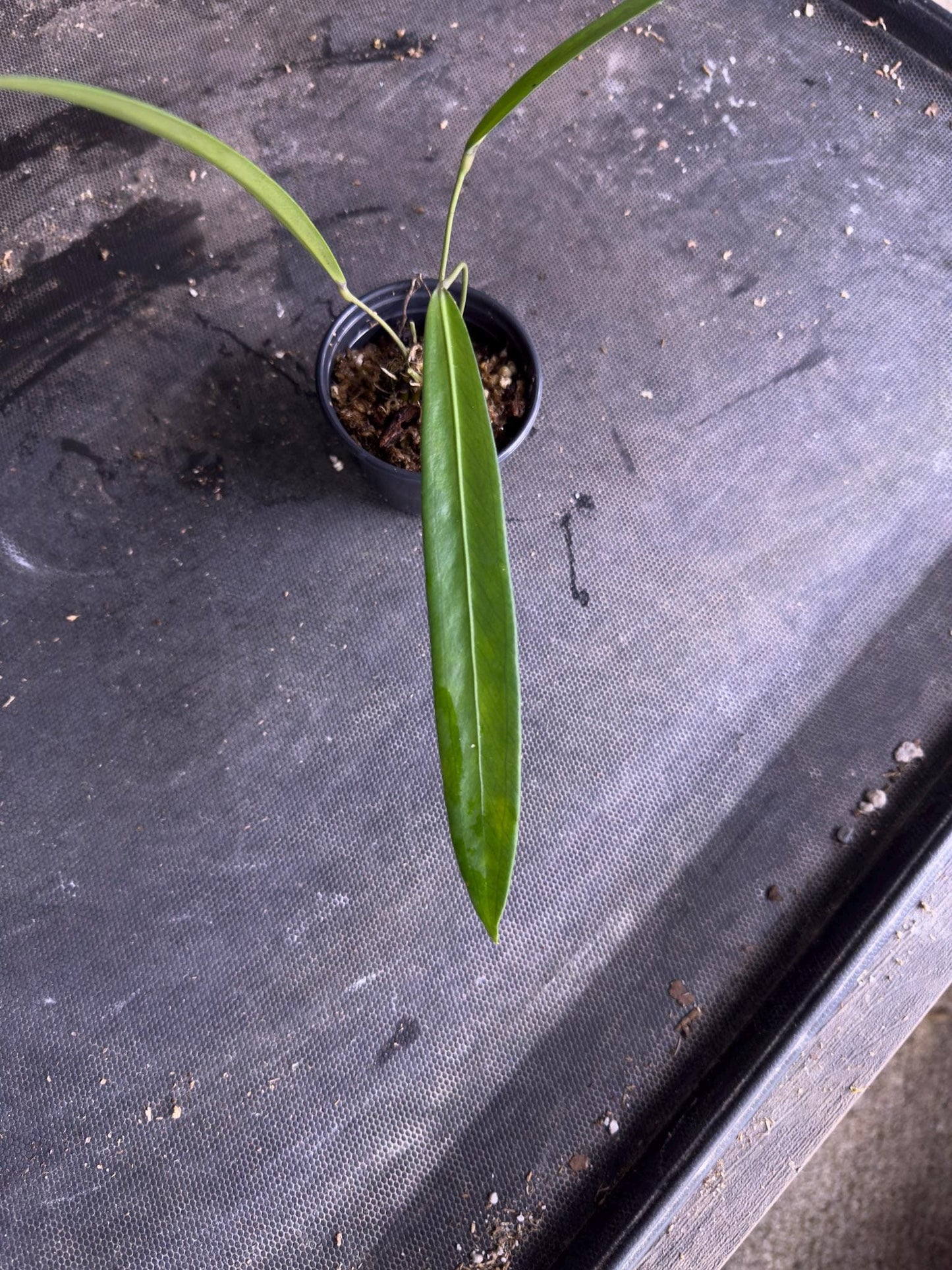 Anthurium sp Pendens • BLIND PRESALE • 4-8 Inch Leaf