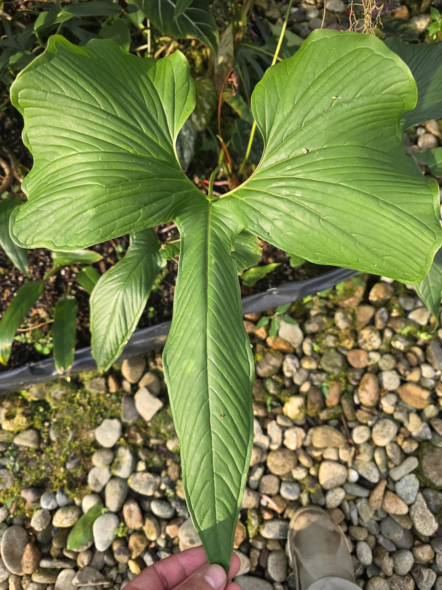 Anthurium draconopterum • BLIND PRESALE • 6-8 Inch Leaf • Rabbit Ears