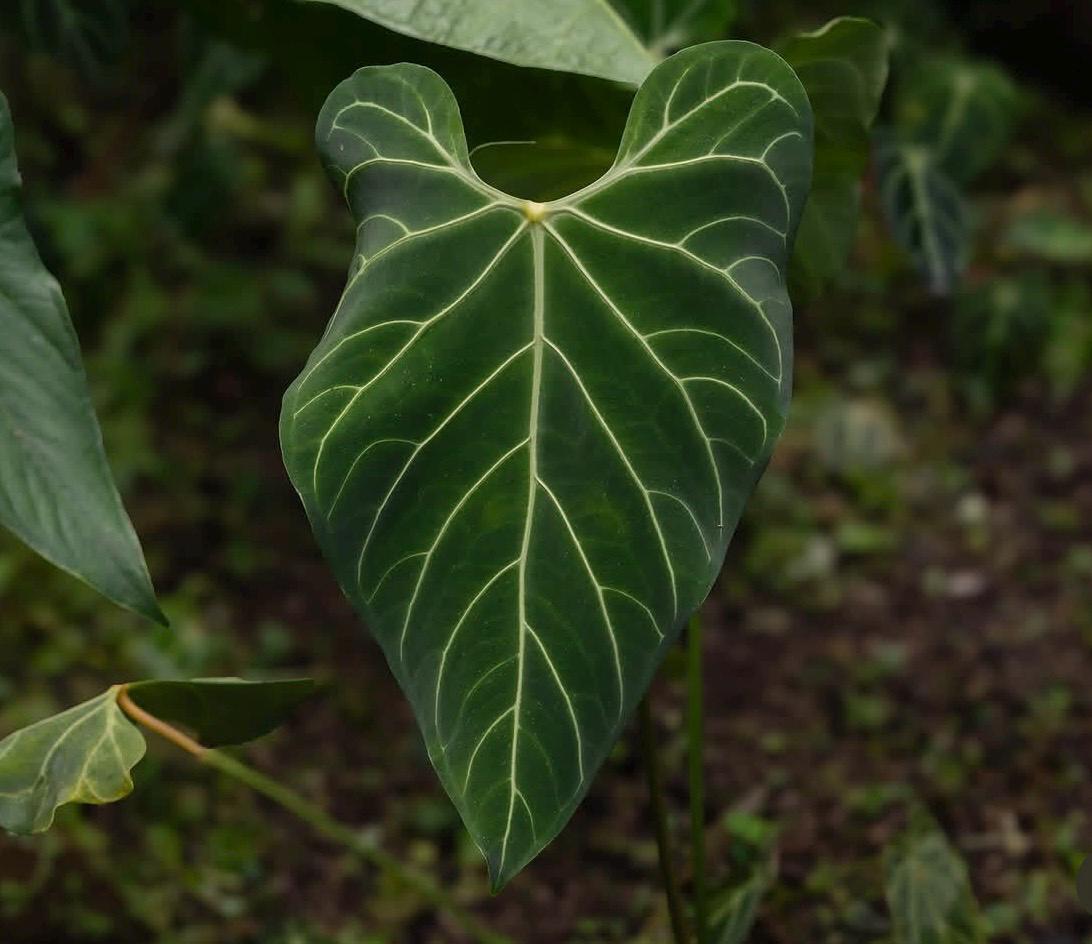Anthurium regale • BLIND PRESALE • 4-6 Inch Leaf