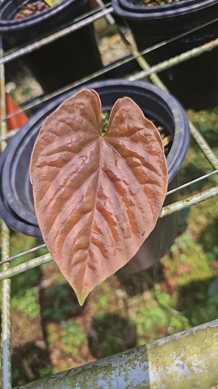 Anthurium Debilis • BLIND PRESALE • 4-6 Inch Leaf