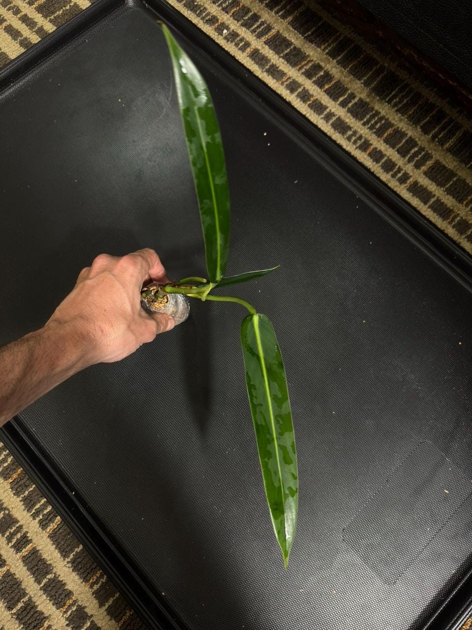 Philodendron ruizii • BLIND PRESALE • 3-6 Inch Leaf