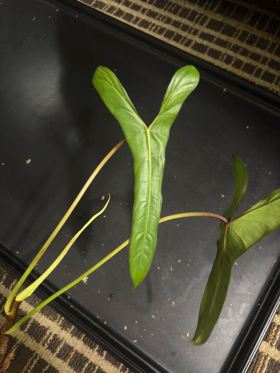 Philodendron pinnatilobum • BLIND PRESALE • 6-10 Inch Leaf