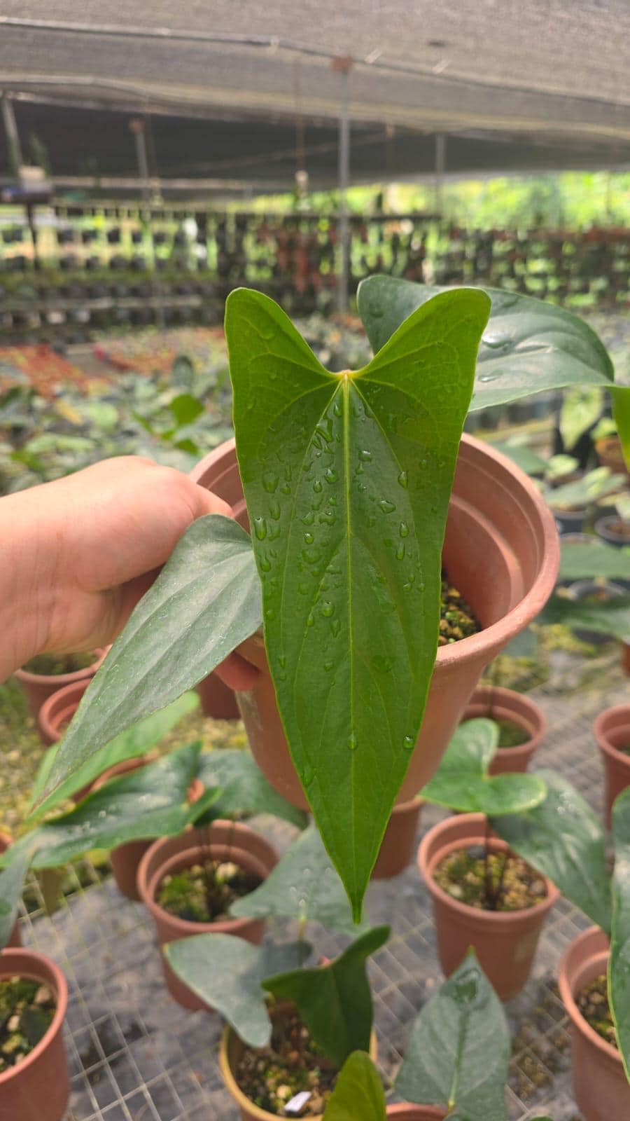 Anthurium nigrolaminum • BLIND PRESALE • 6-8 Inch Leaf