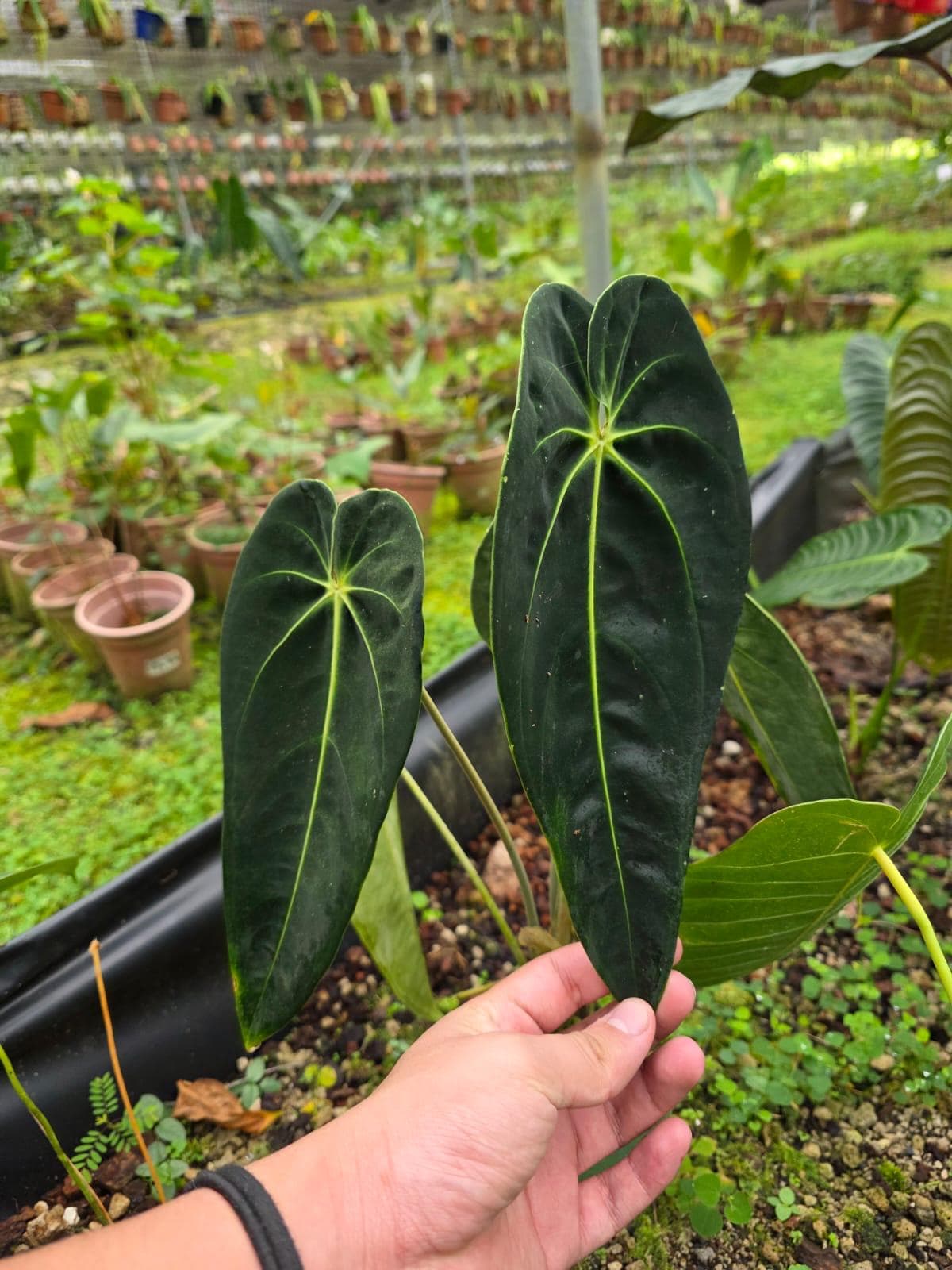 Anthurium sp chocó • BLIND PRESALE • 6-8 Inch Leaf