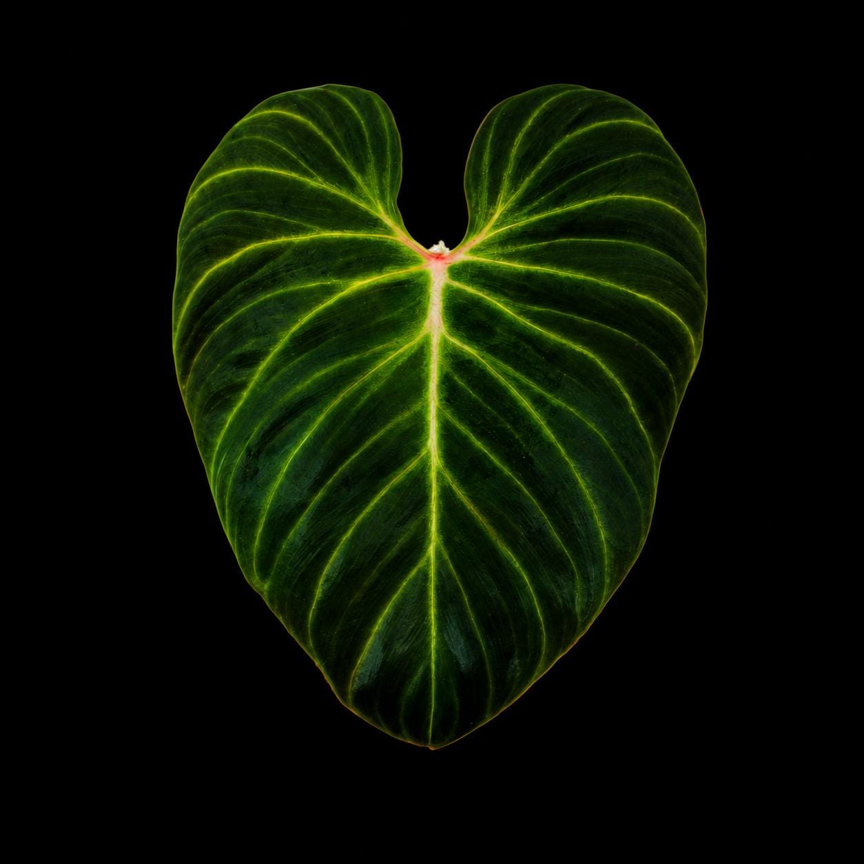 Philodendron verrucosum 'Carmin' • BLIND PRESALE • 6-10 Inch Leaf