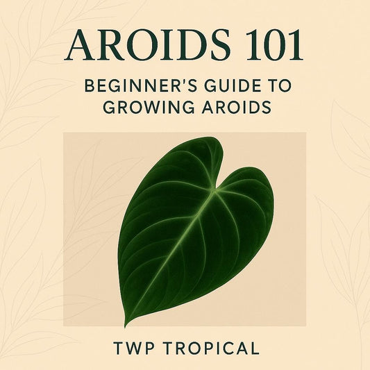 Aroids 101: Beginner’s Growing Guide – Care, Light & Roots + Bonus Audio (PDF)