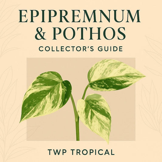 Epipremnum & Pothos Guide – Marble Queen to El Choco Care + Bonus Audio (Printable PDF)