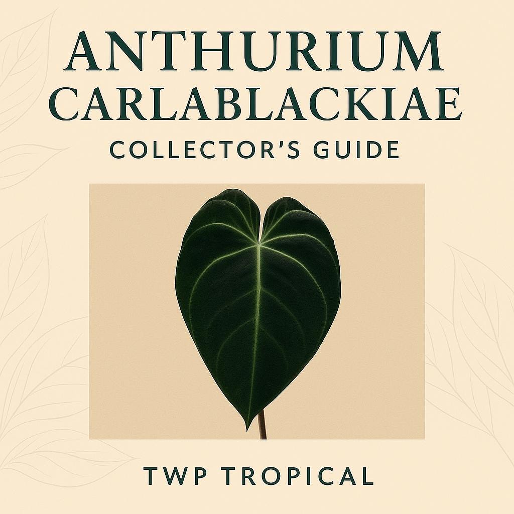 Anthurium carlablackiae Velvet Leaf Guide – Rare Care Tips + Bonus Audio (Printable PDF)