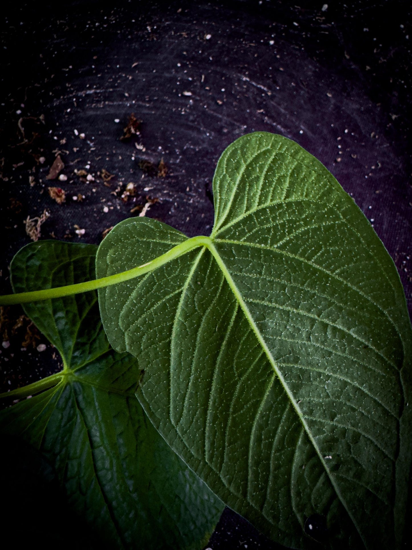 Anthurium rugulosum Rare Corrugated Leaf Aroid | Exact Plant | Ecuador Velvet Collector | TWP Tropical