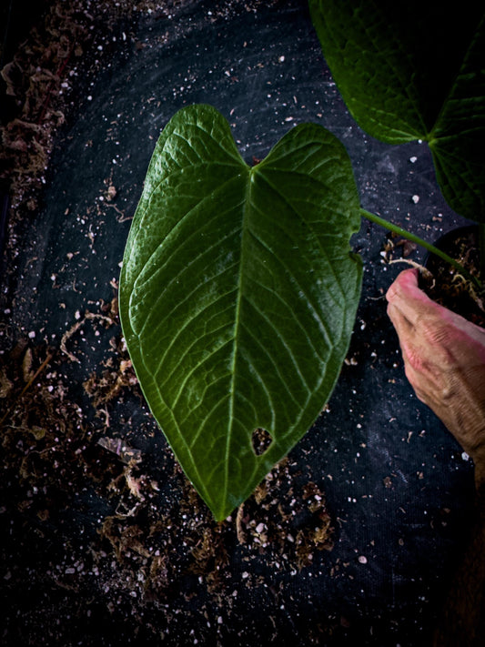 Anthurium rugulosum Rare Corrugated Leaf Aroid | Exact Plant | Ecuador Velvet Collector | TWP Tropical