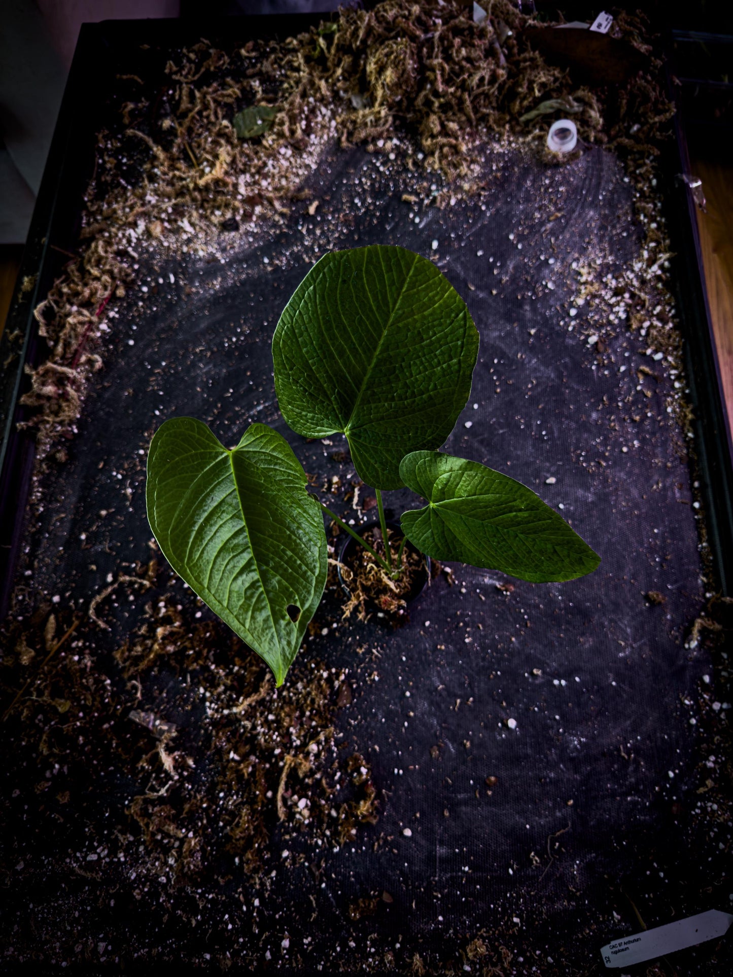 Anthurium rugulosum Rare Corrugated Leaf Aroid | Exact Plant | Ecuador Velvet Collector | TWP Tropical